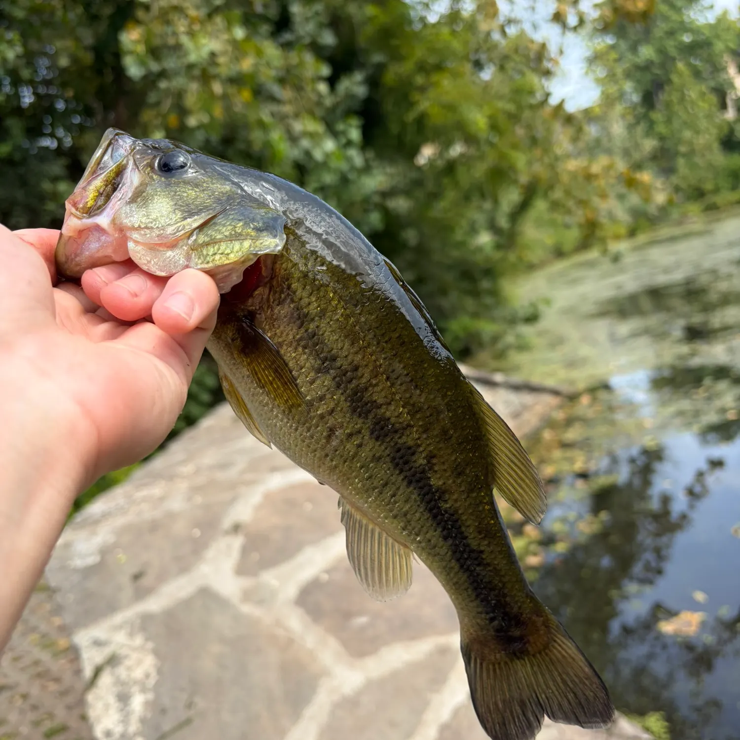 Largemouth bass caught on Fishbrain