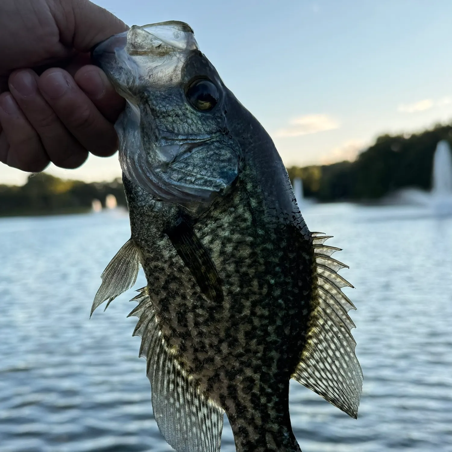 Black crappie caught on Fishbrain