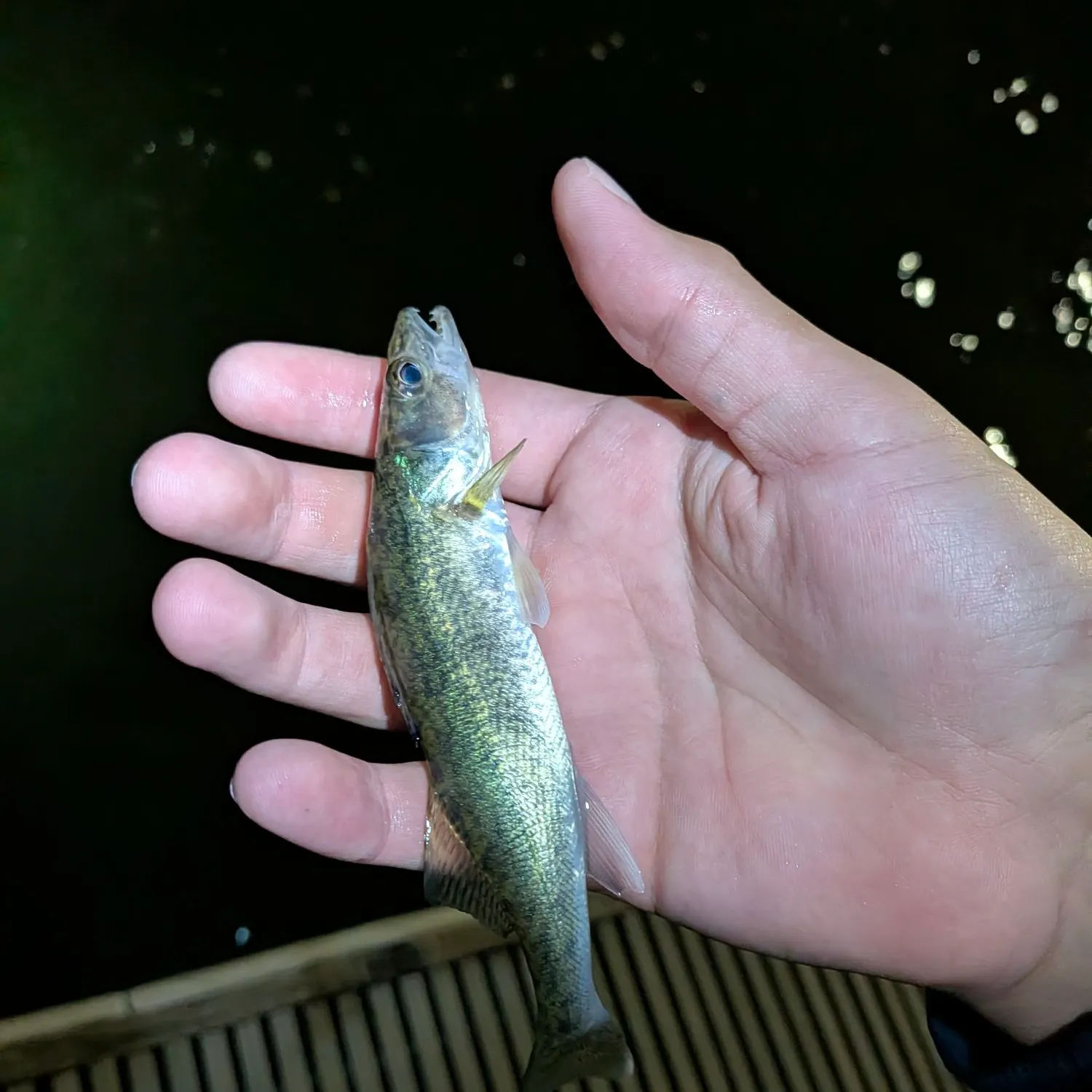 Walleye caught on Fishbrain