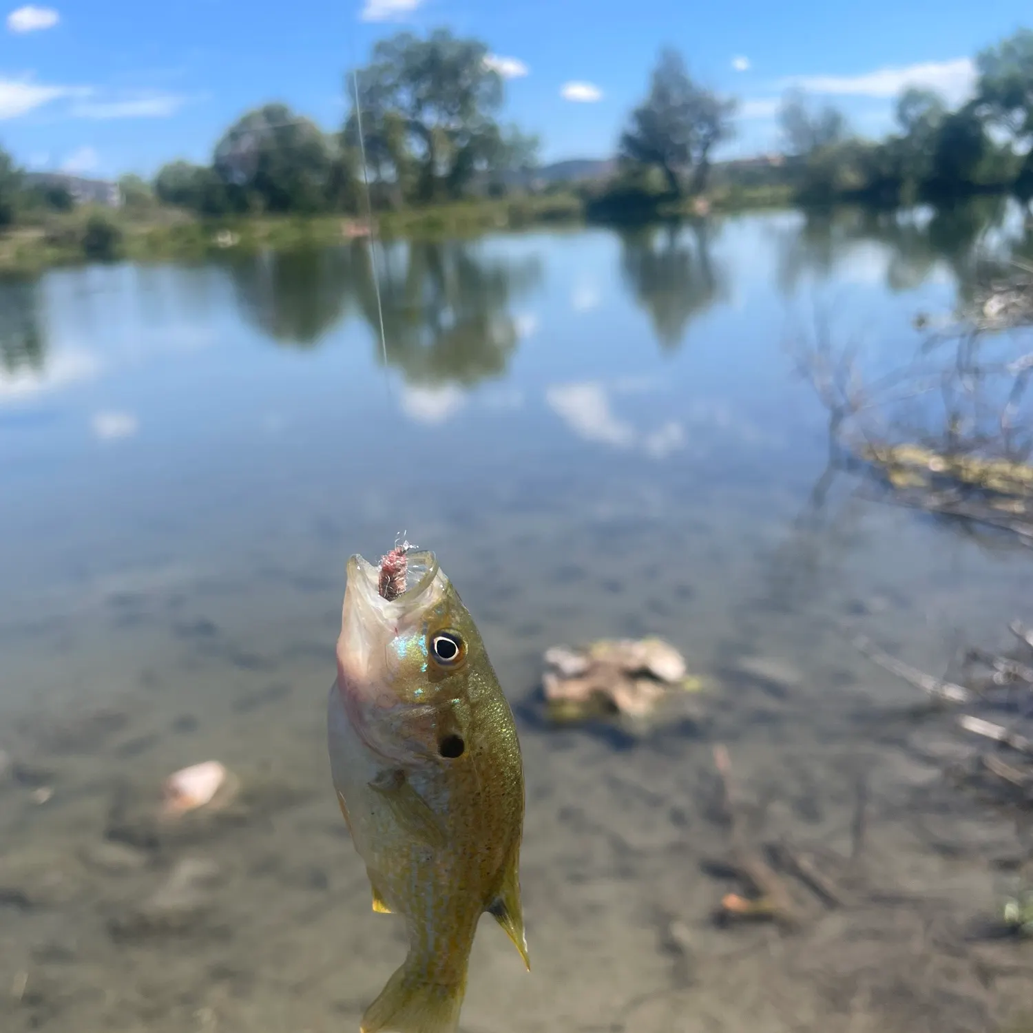Green sunfish caught on Fishbrain