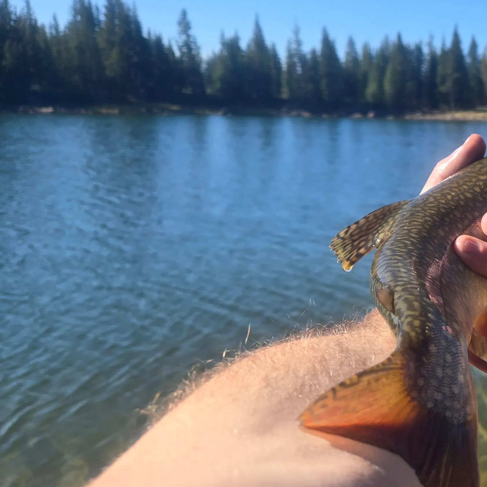 Brook trout caught on Fishbrain