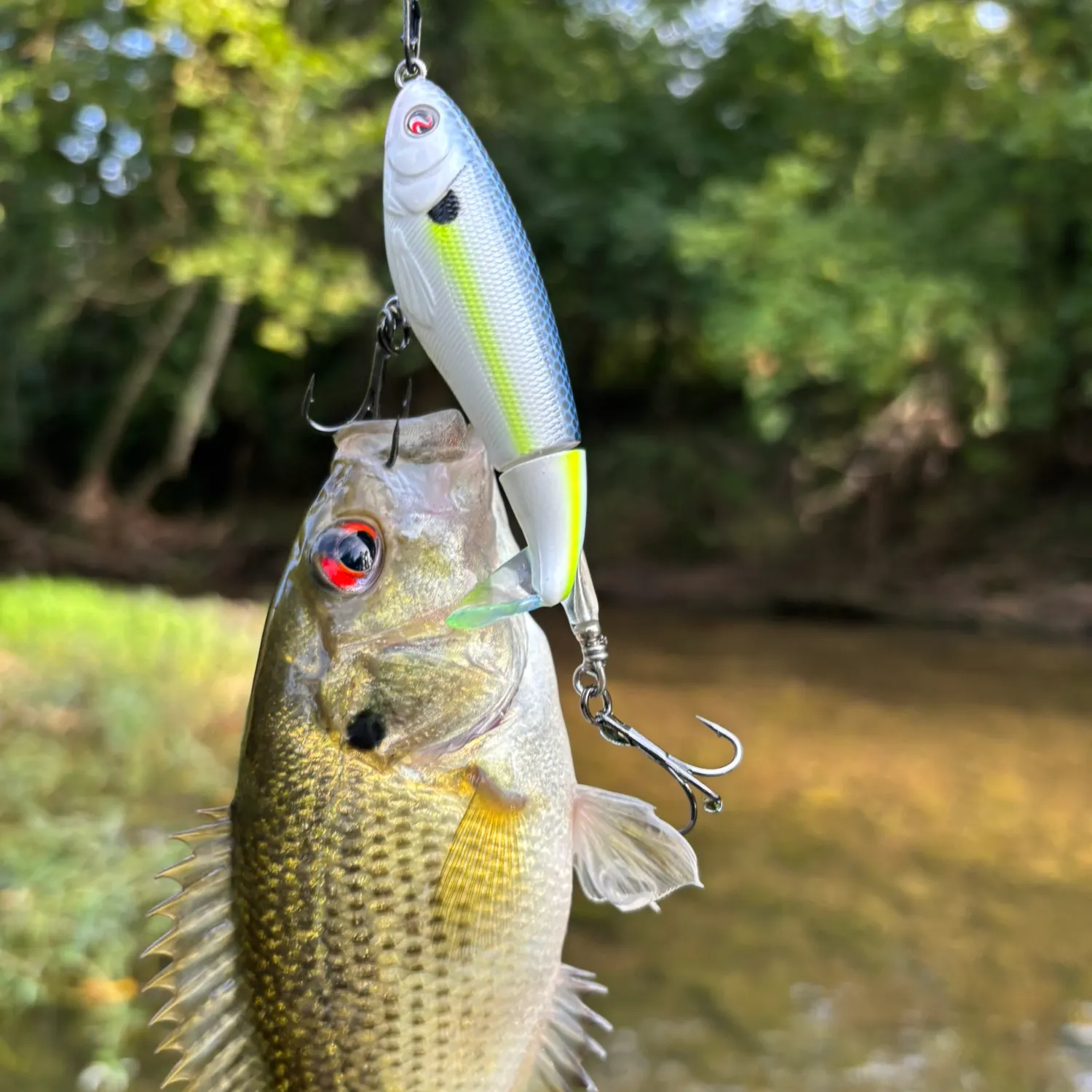 Rock bass caught on Fishbrain