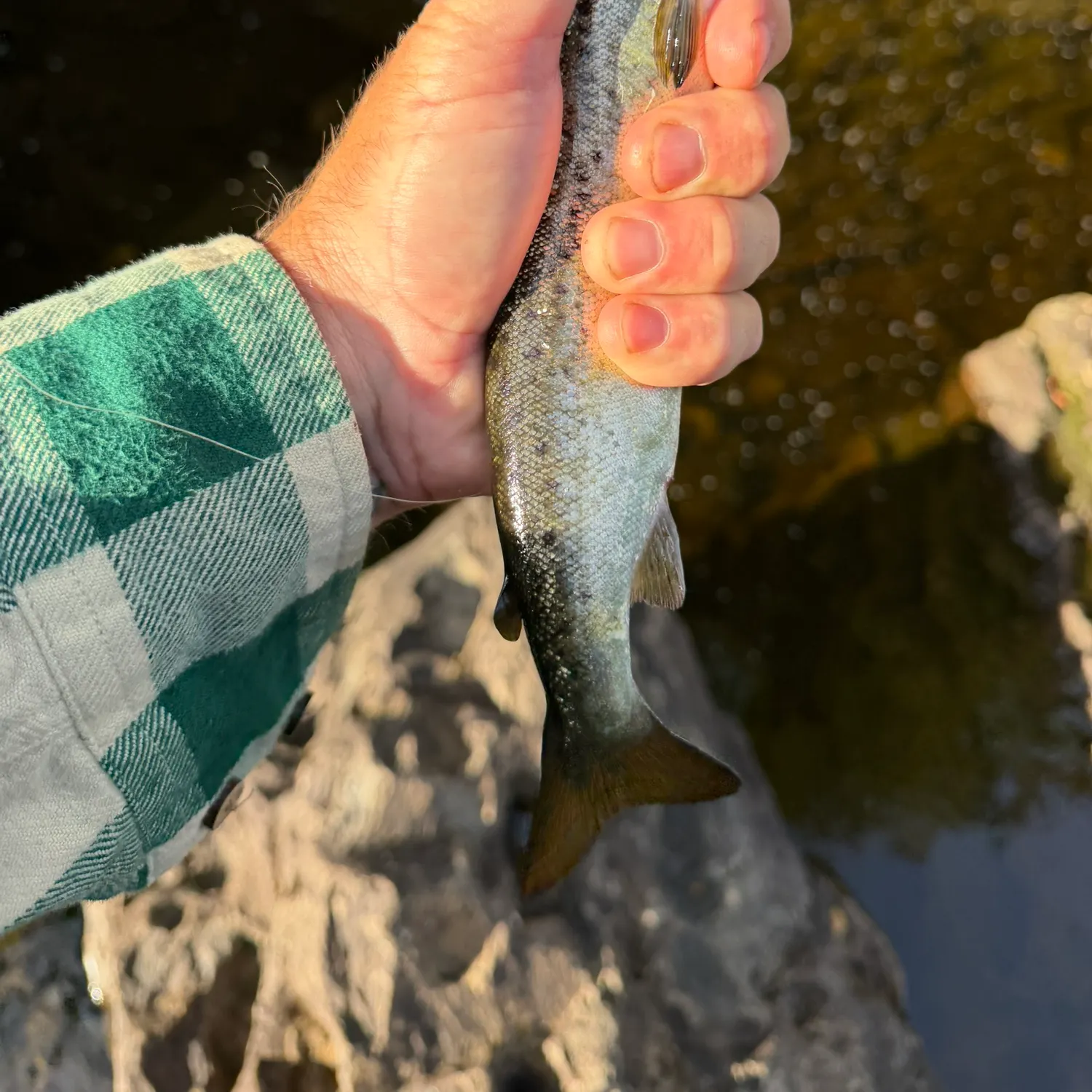 Atlantic salmon caught on Fishbrain