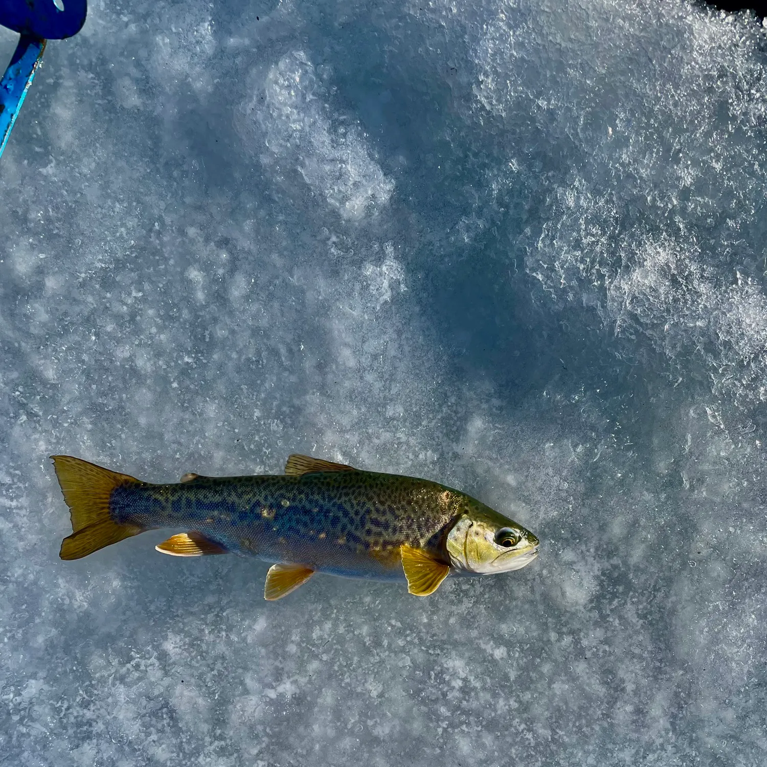 The most recent Tiger trout catches on Fishbrain