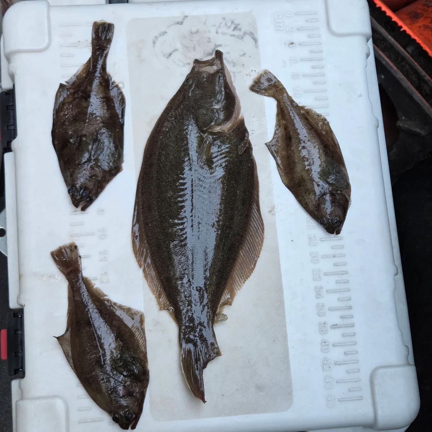 The most recent Pacific sand sole catches on Fishbrain