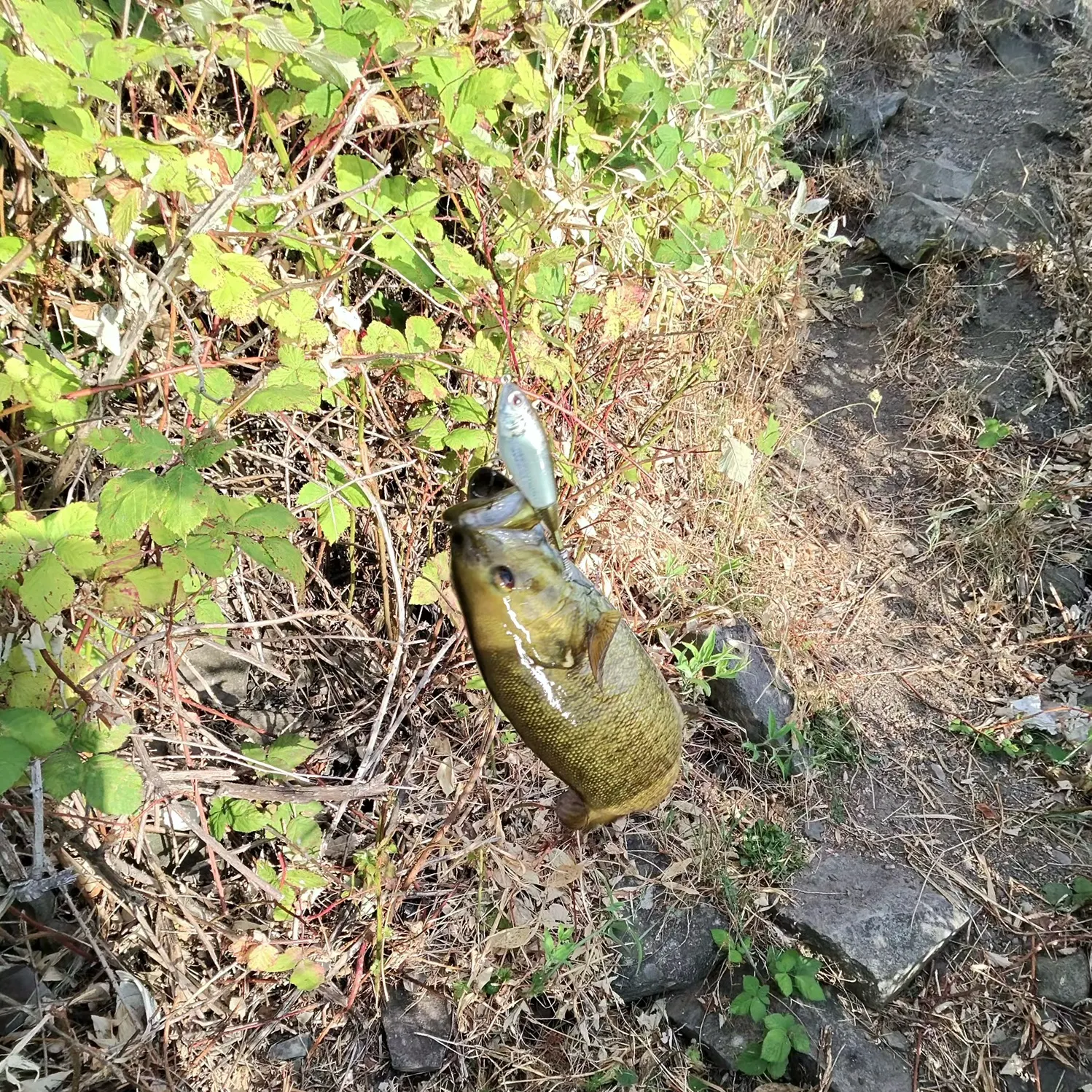 Smallmouth bass caught on Fishbrain