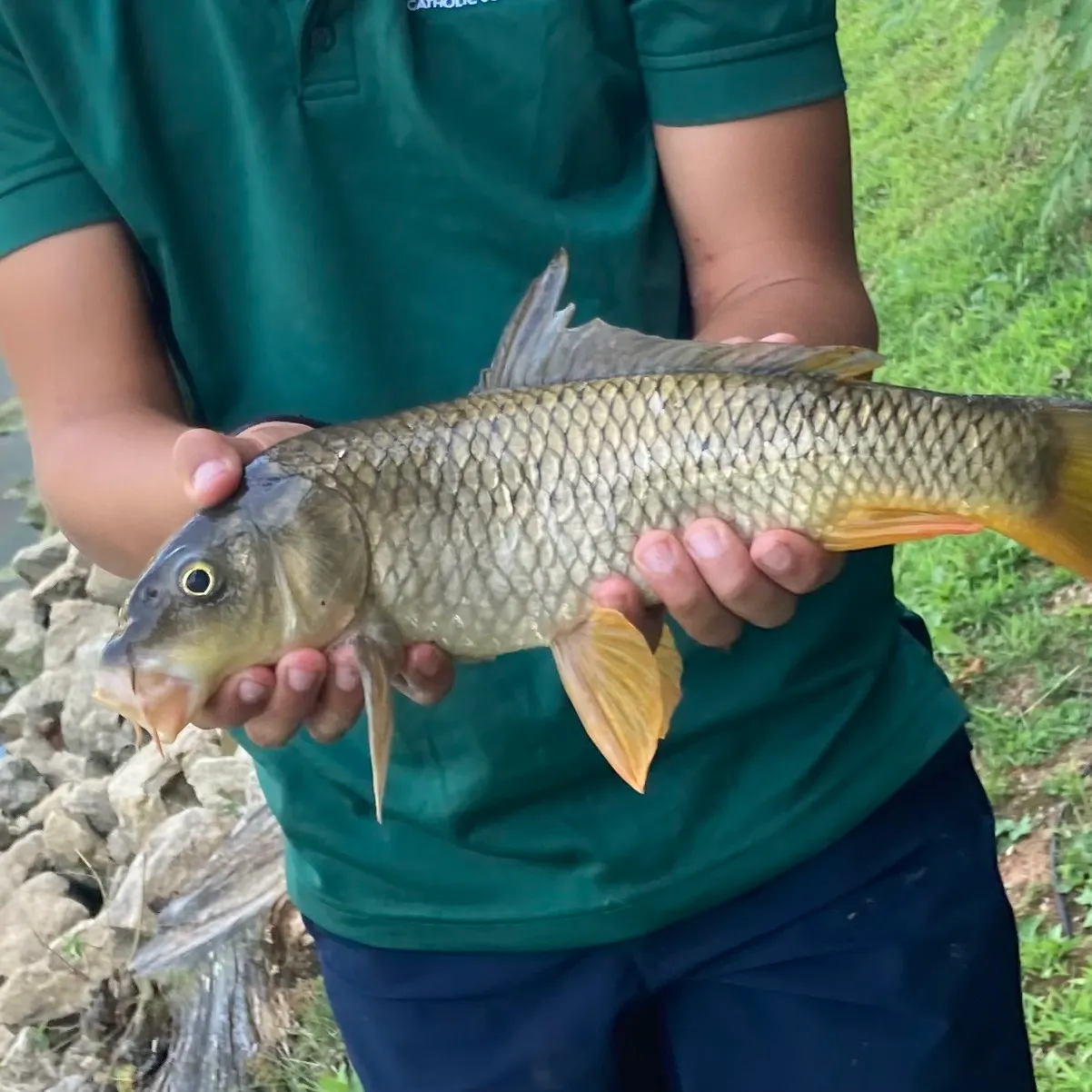 Common carp caught on Fishbrain