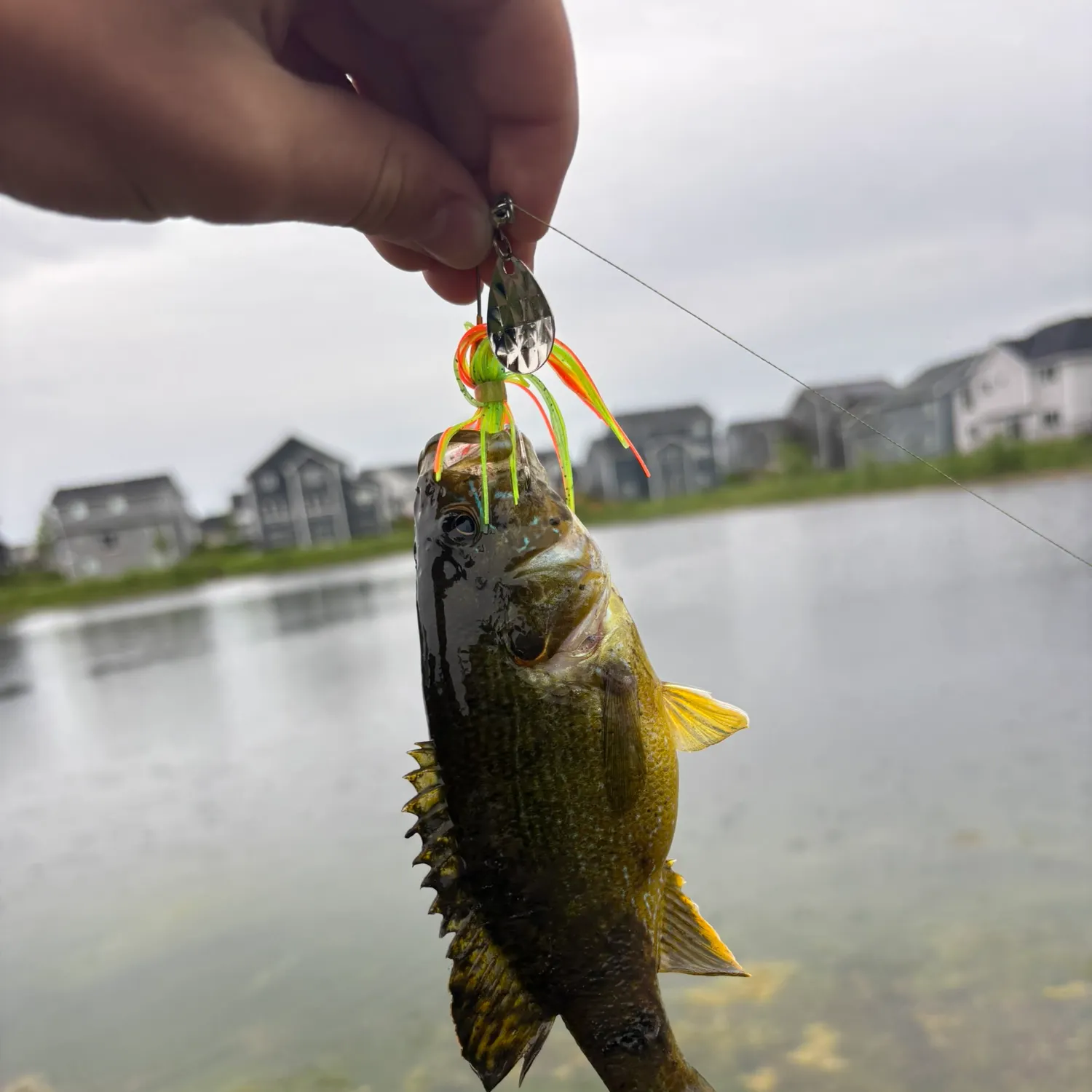 Green sunfish caught on Fishbrain