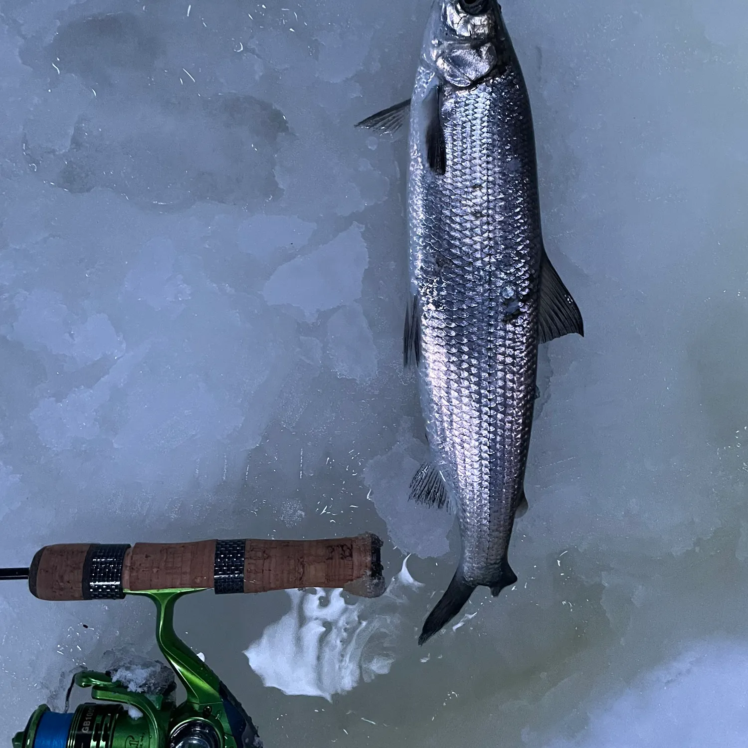 The most recent Northern cisco catches on Fishbrain