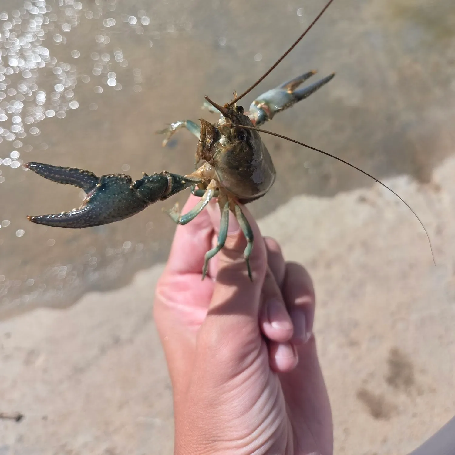 The most recent Virile crayfish catches on Fishbrain
