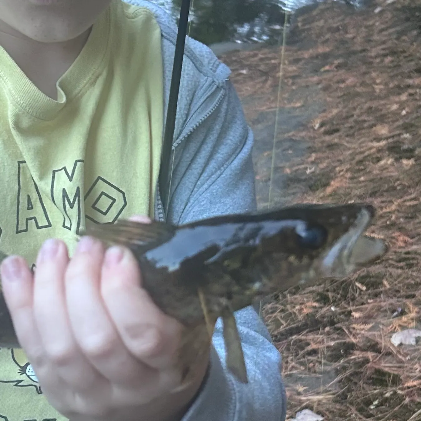 Walleye caught on Fishbrain