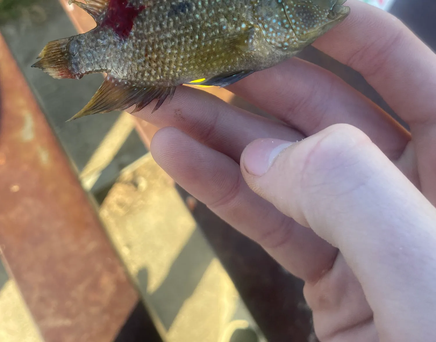 Rio Grande cichlid