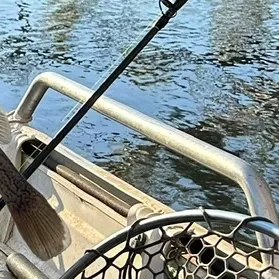 The most recent Trout cod catches on Fishbrain