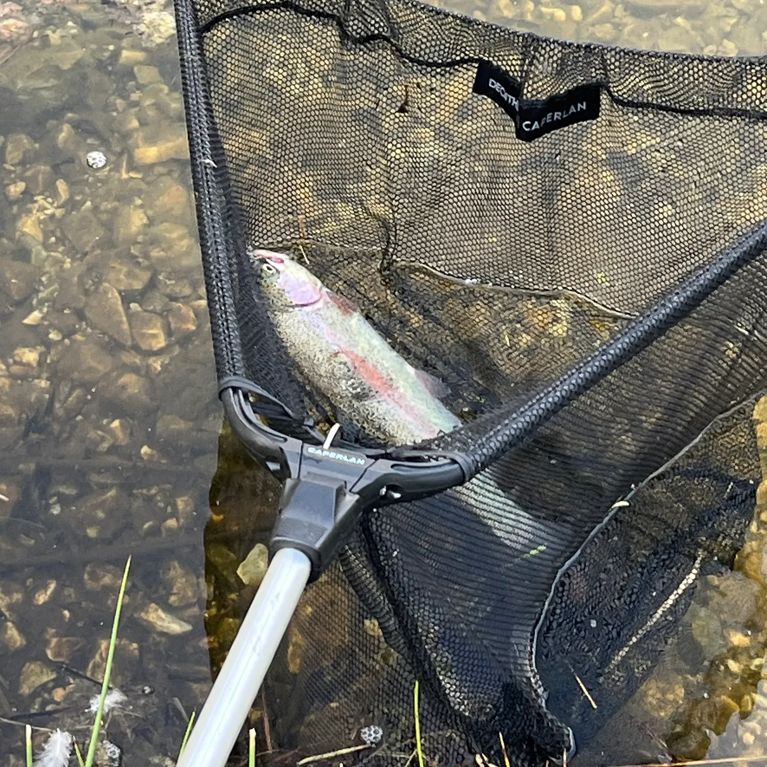 Rainbow trout caught on Fishbrain