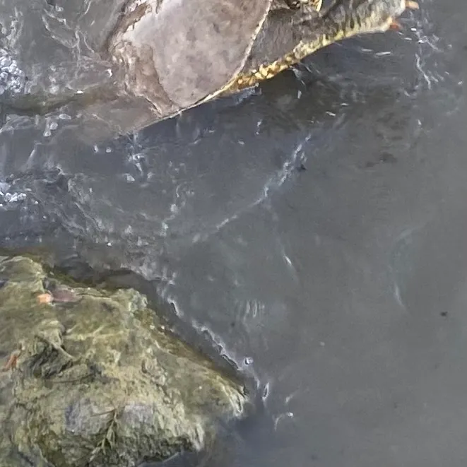 The most recent Smooth softshell turtle catches on Fishbrain