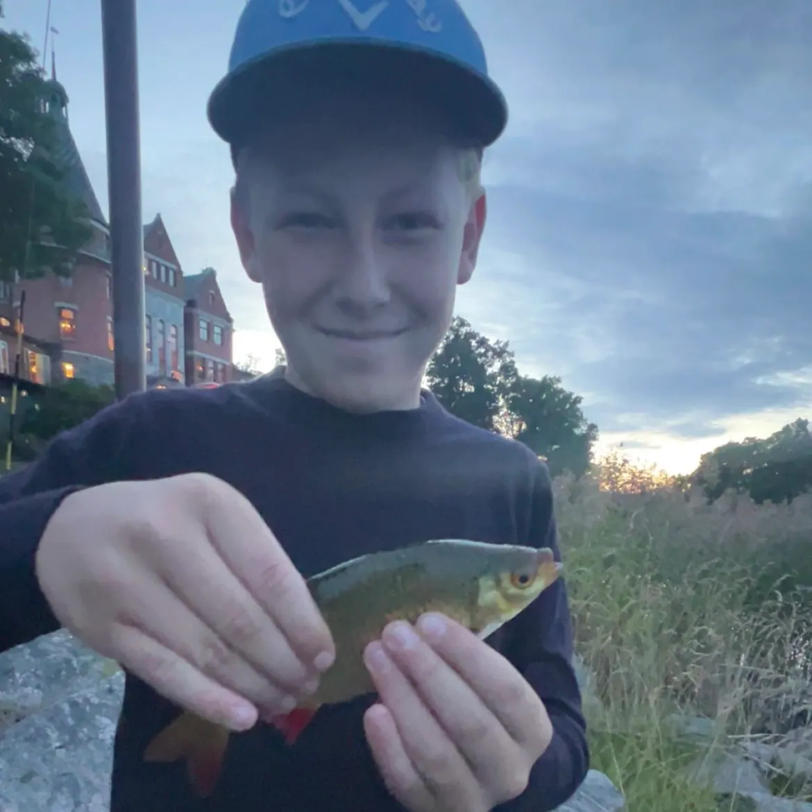 Common rudd caught on Fishbrain