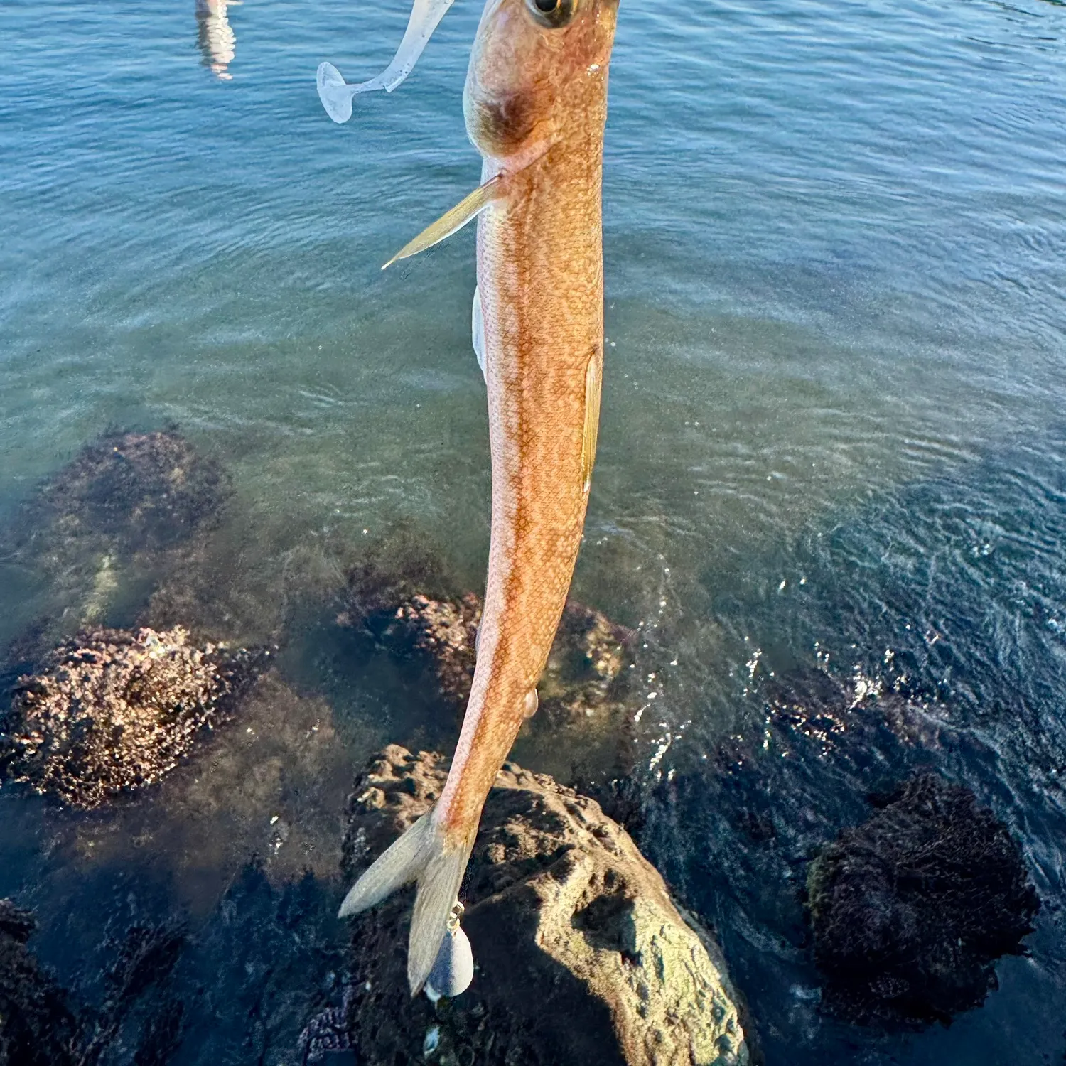 The most recent Inshore lizardfish catches on Fishbrain