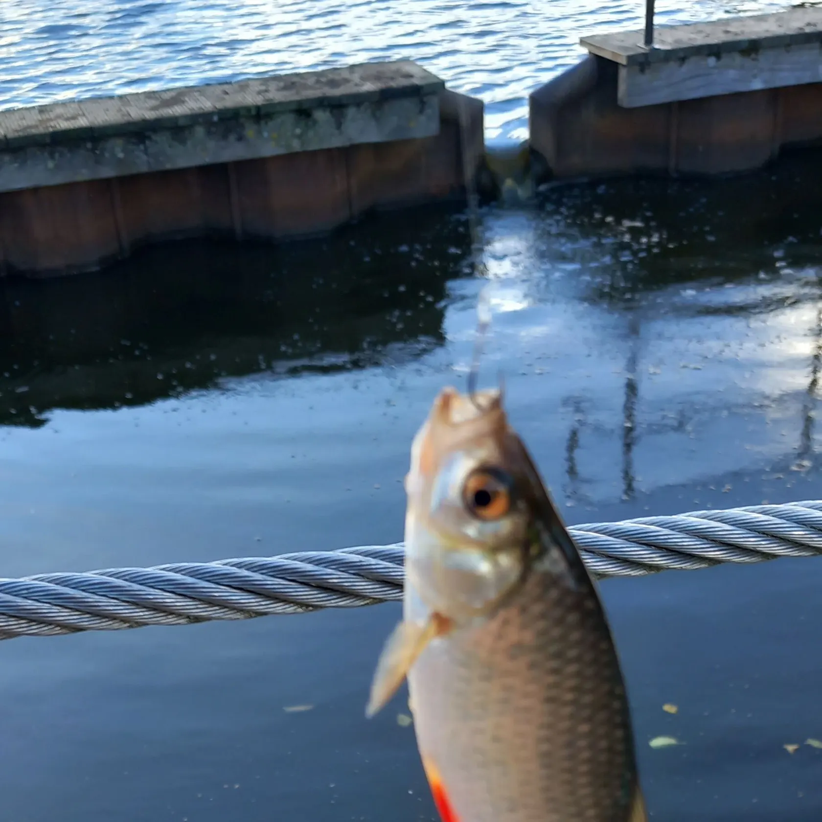 Ide caught on Fishbrain