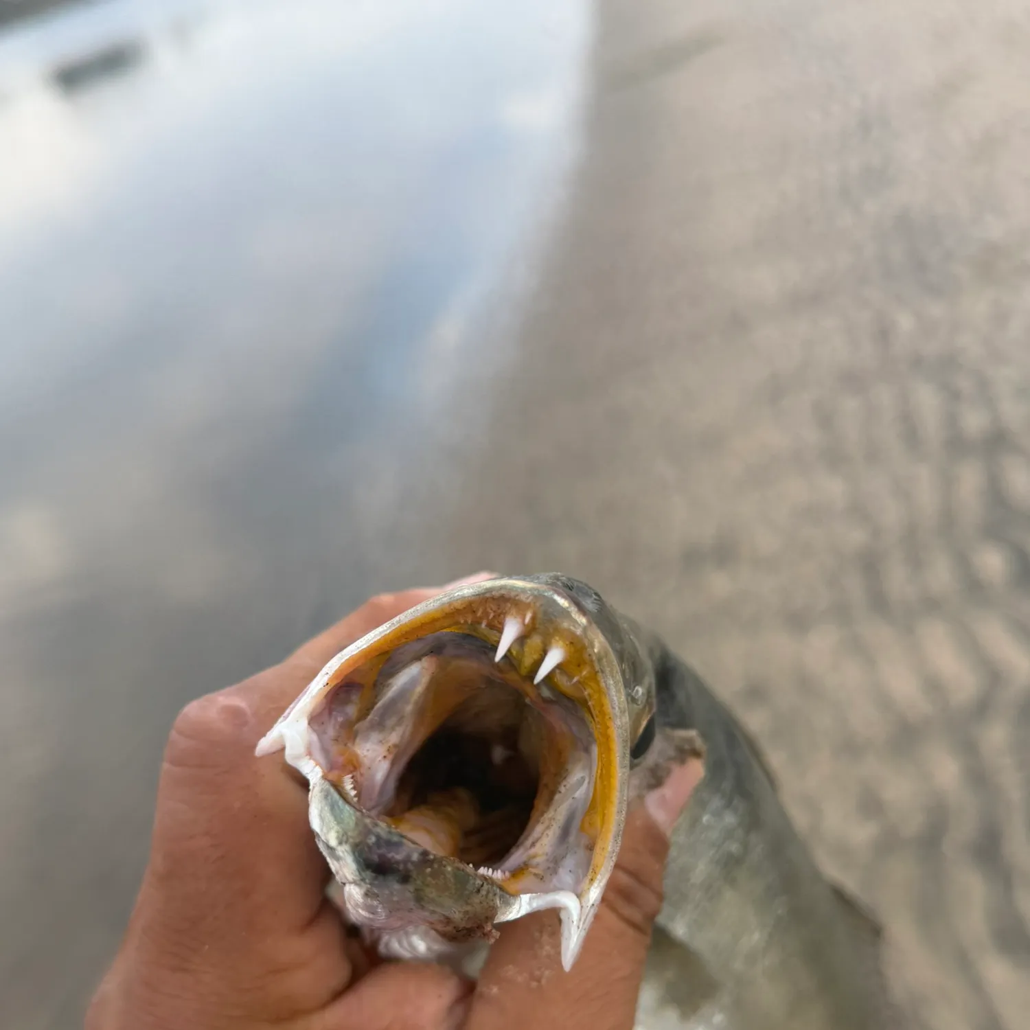 Pacific barracuda caught on Fishbrain