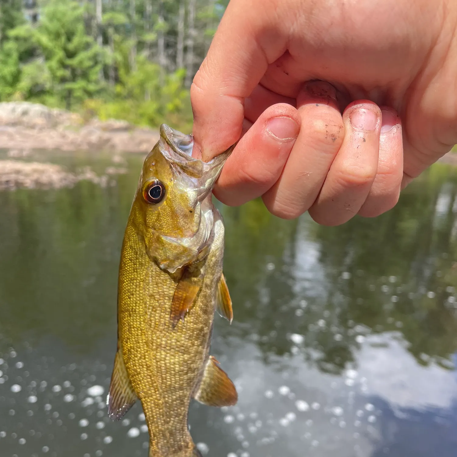Smallmouth bass caught on Fishbrain