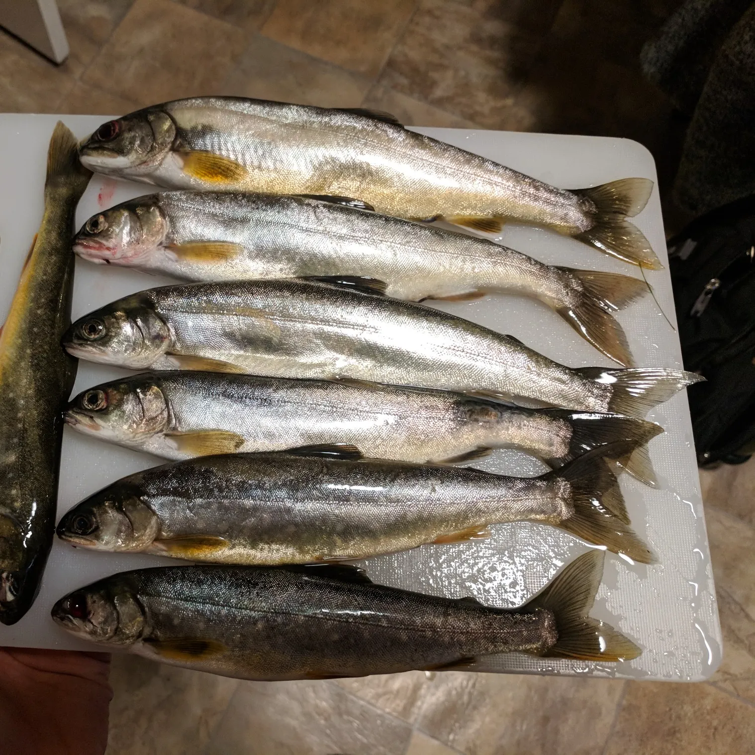 recently logged catches