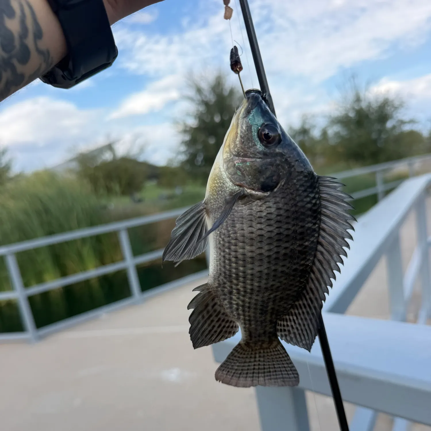 catch