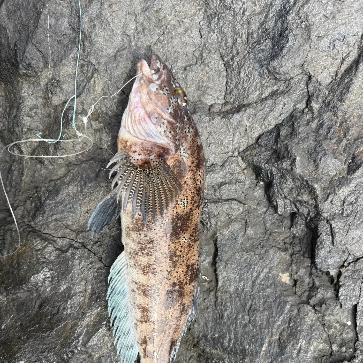 The most recent Whitespotted greenling catches on Fishbrain