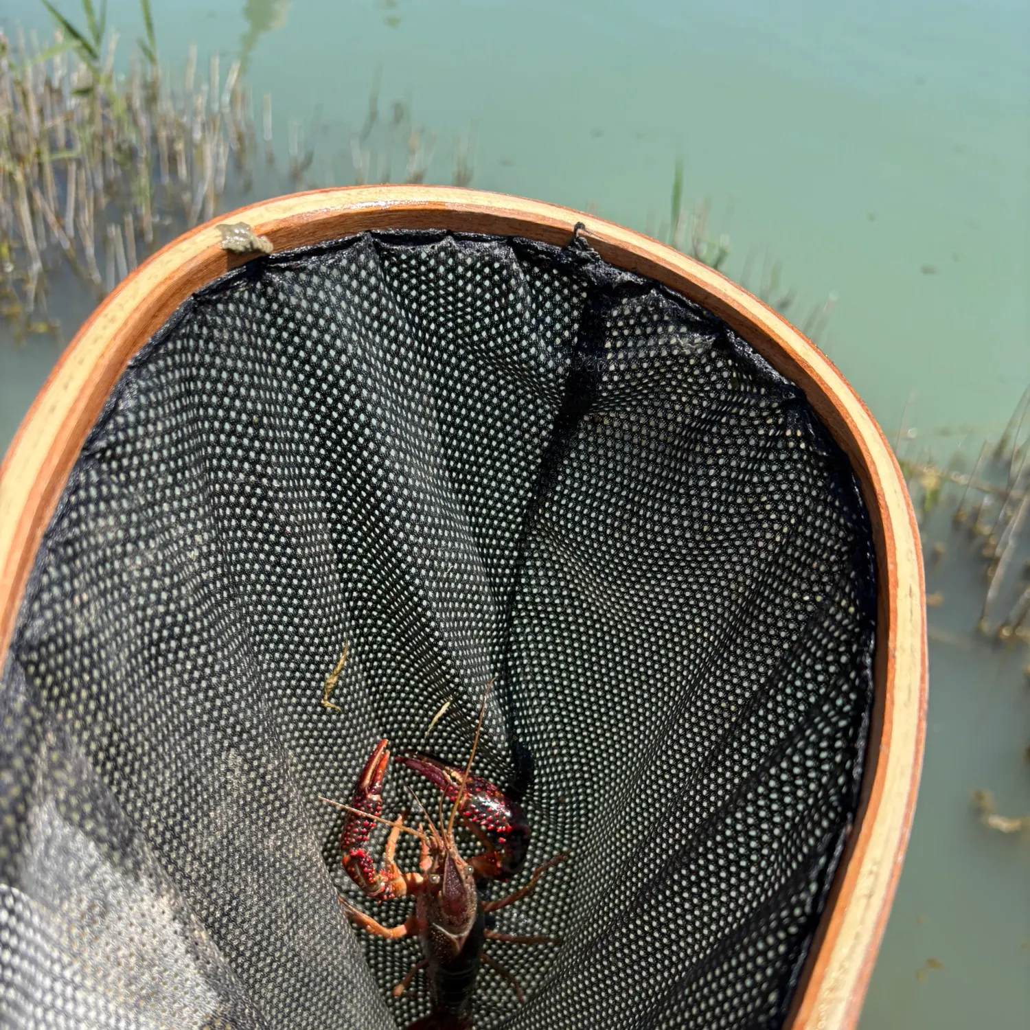 The most recent Signal crayfish catches on Fishbrain