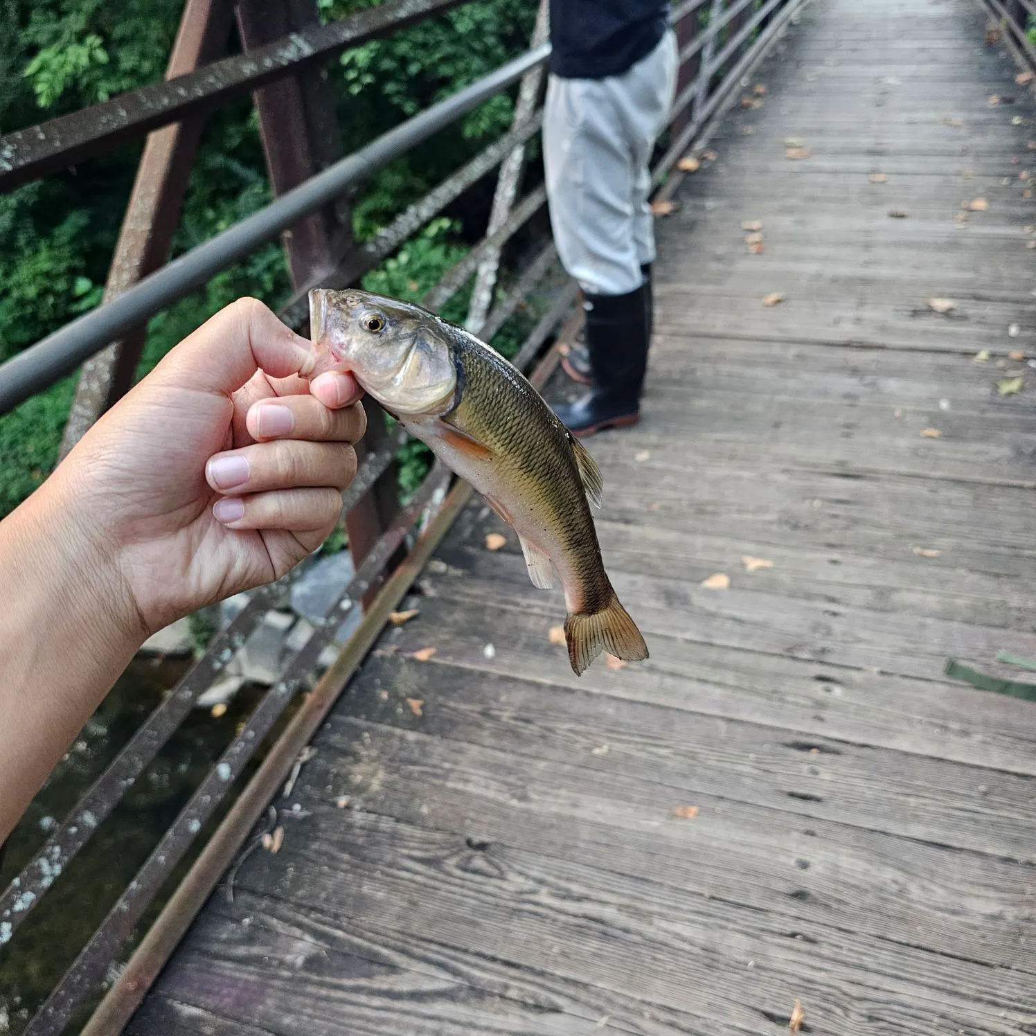 Creek chub caught on Fishbrain