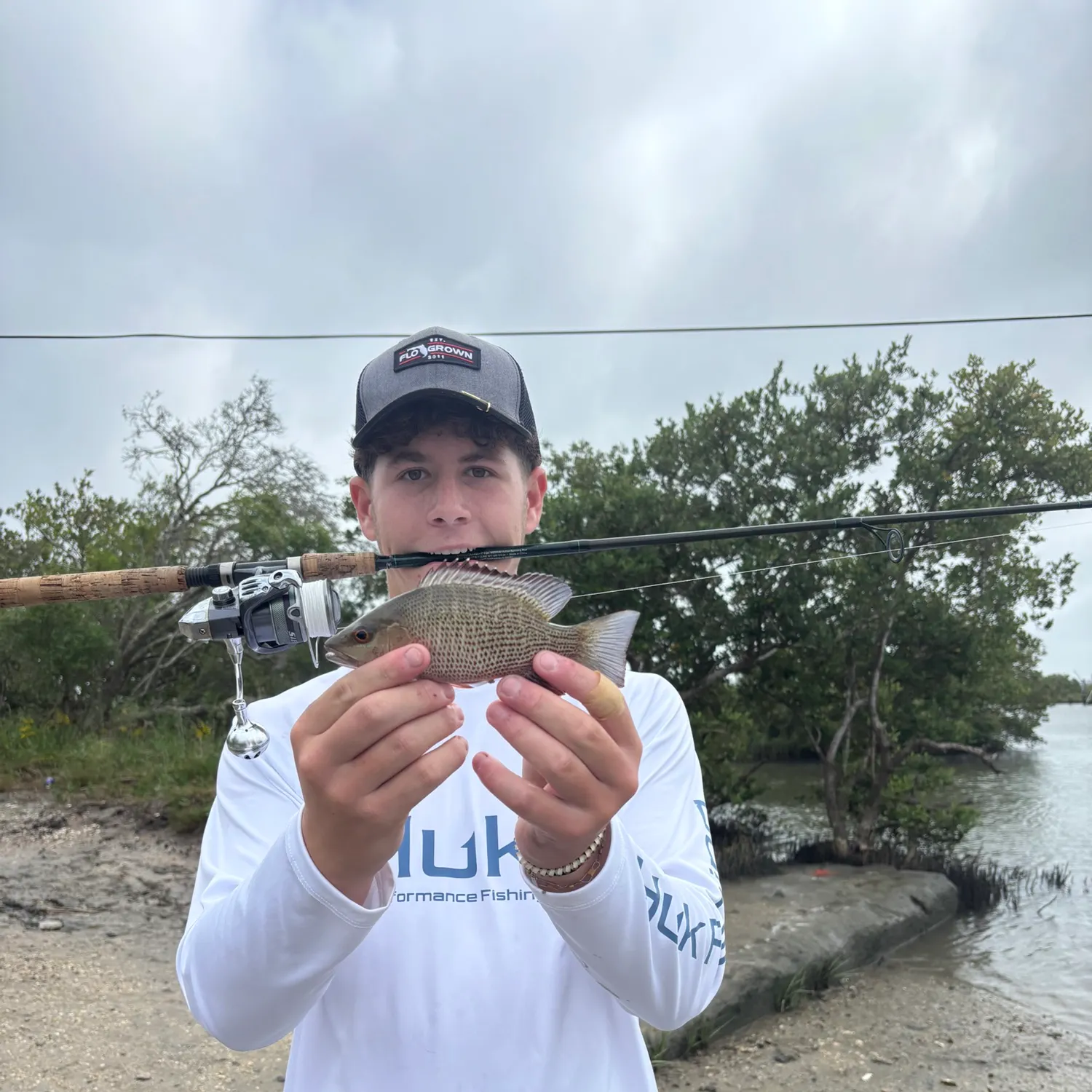 Mangrove snapper caught on Fishbrain