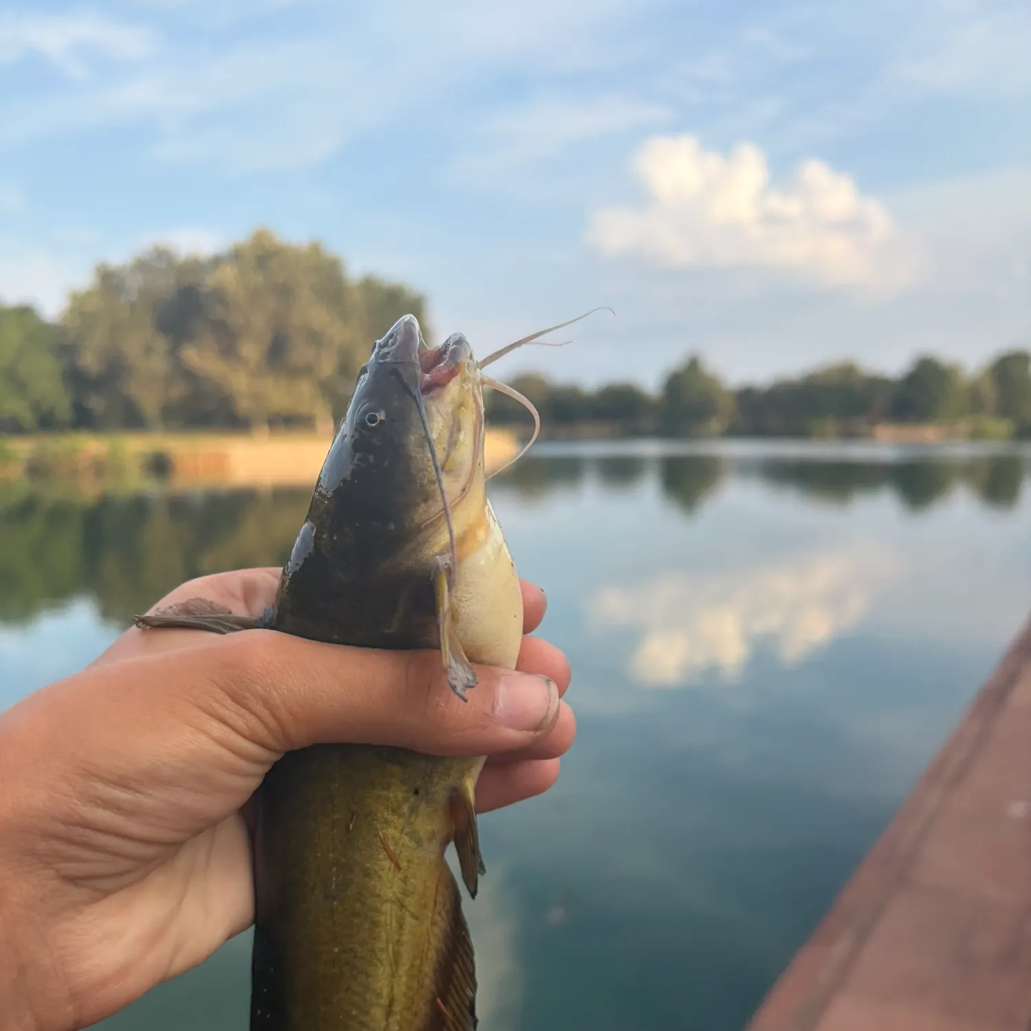Yellow bullhead caught on Fishbrain