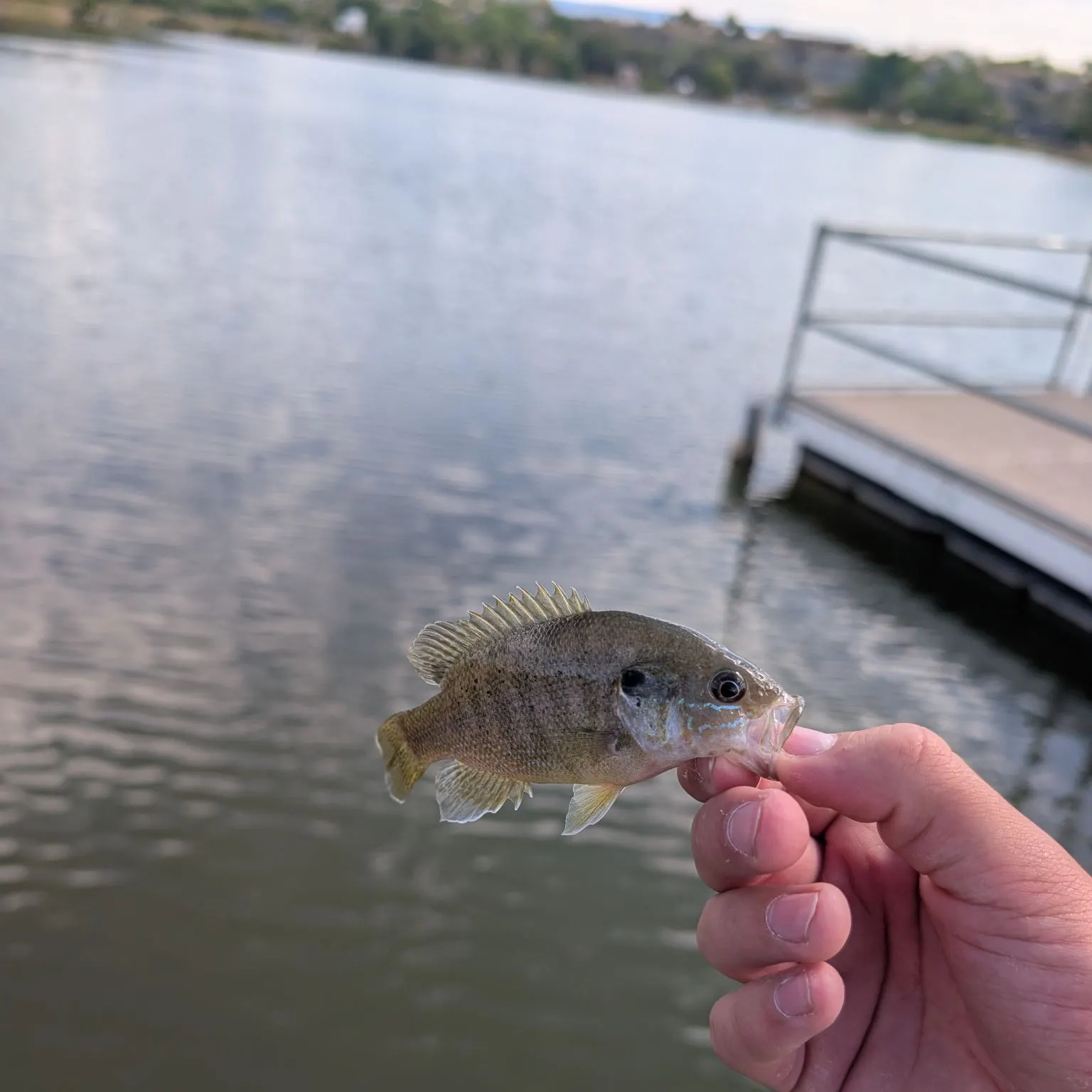 Green sunfish caught on Fishbrain