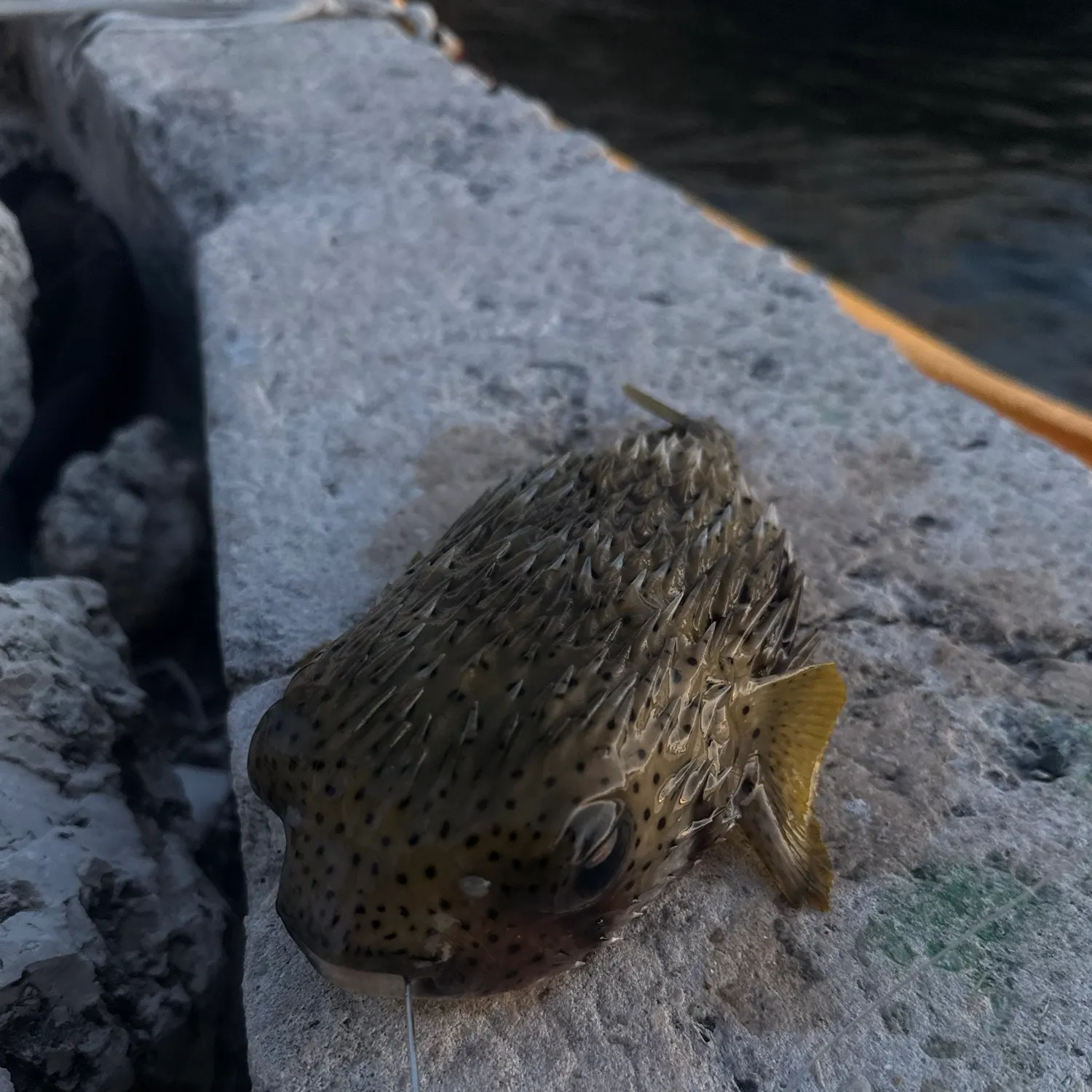 catch