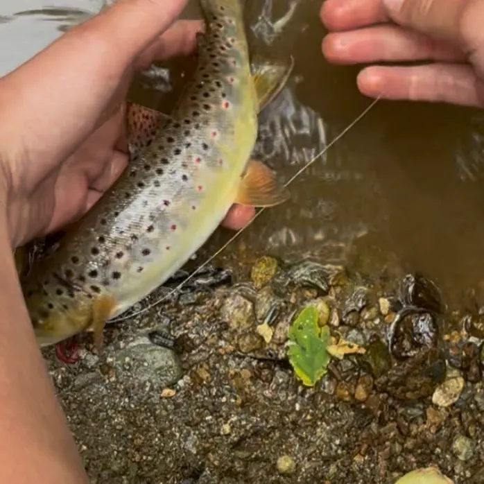 The most recent Brown trout catches on Fishbrain