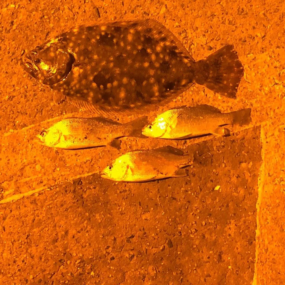 Summer flounder caught on Fishbrain