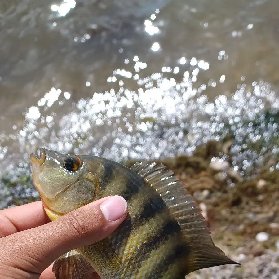 The most recent Mayan cichlid catches on Fishbrain