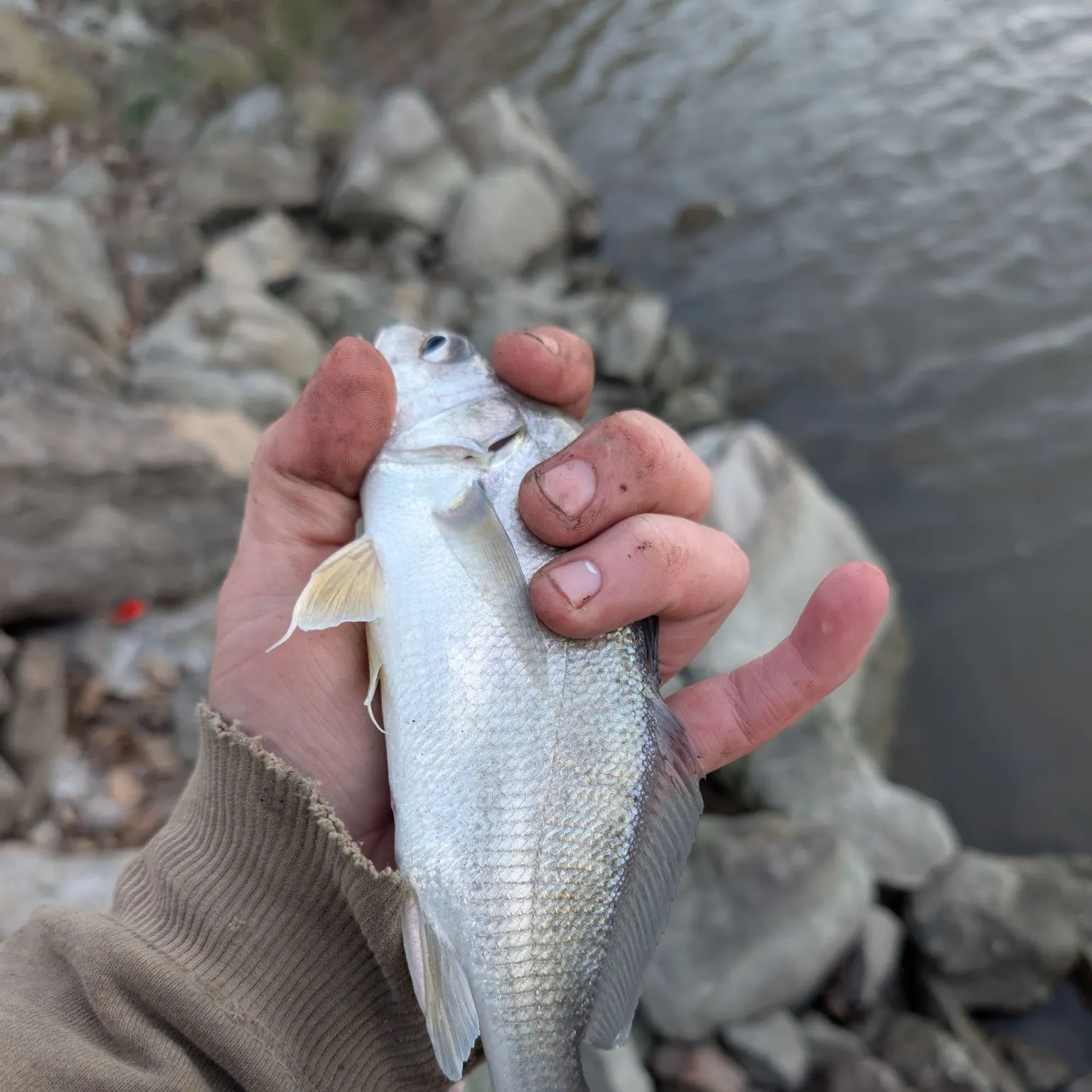 Freshwater drum caught on Fishbrain