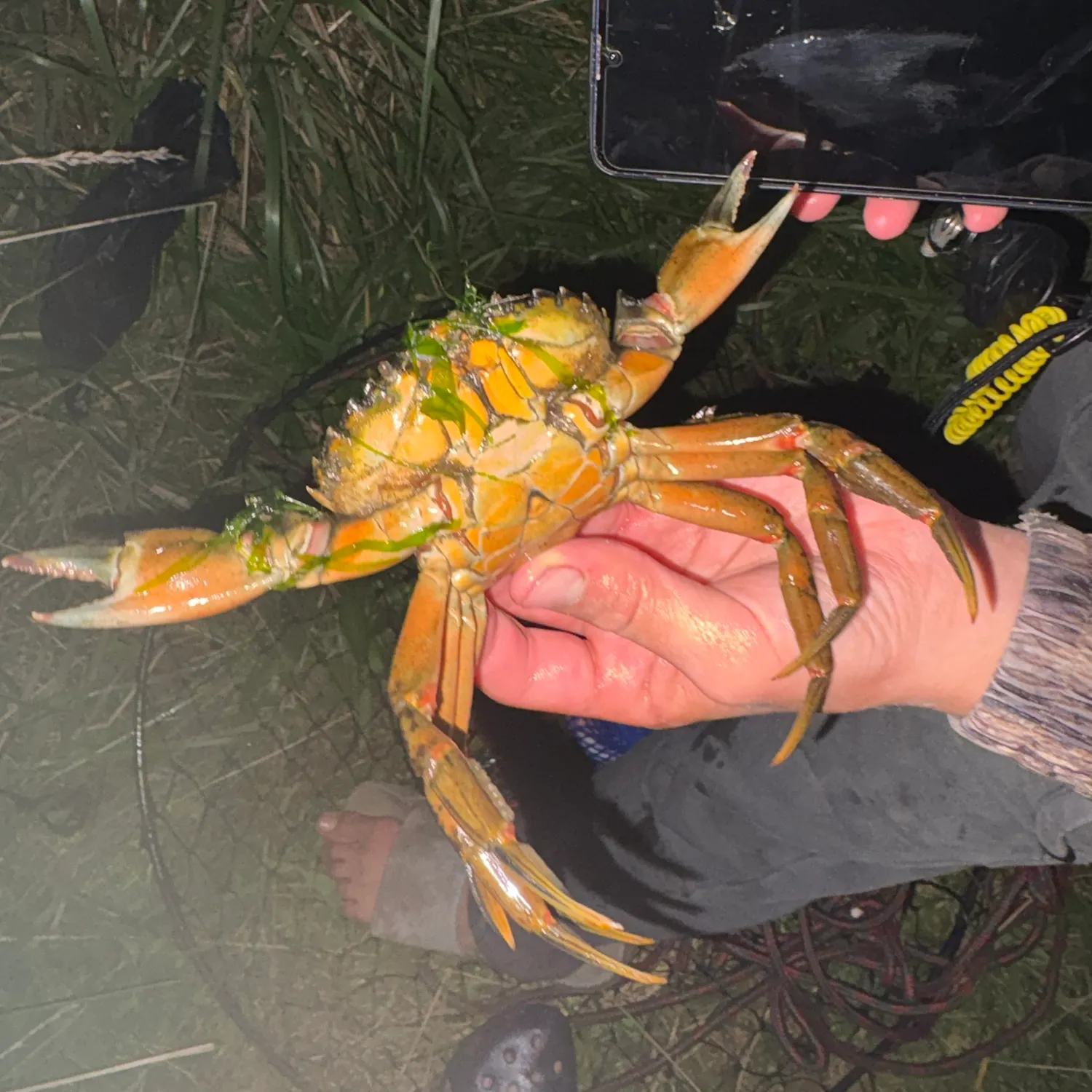 Green crab caught on Fishbrain