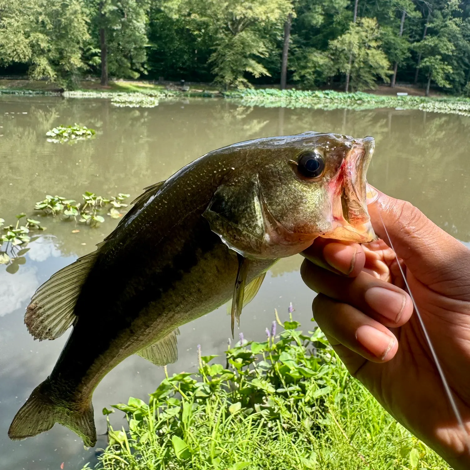 Largemouth bass caught on Fishbrain