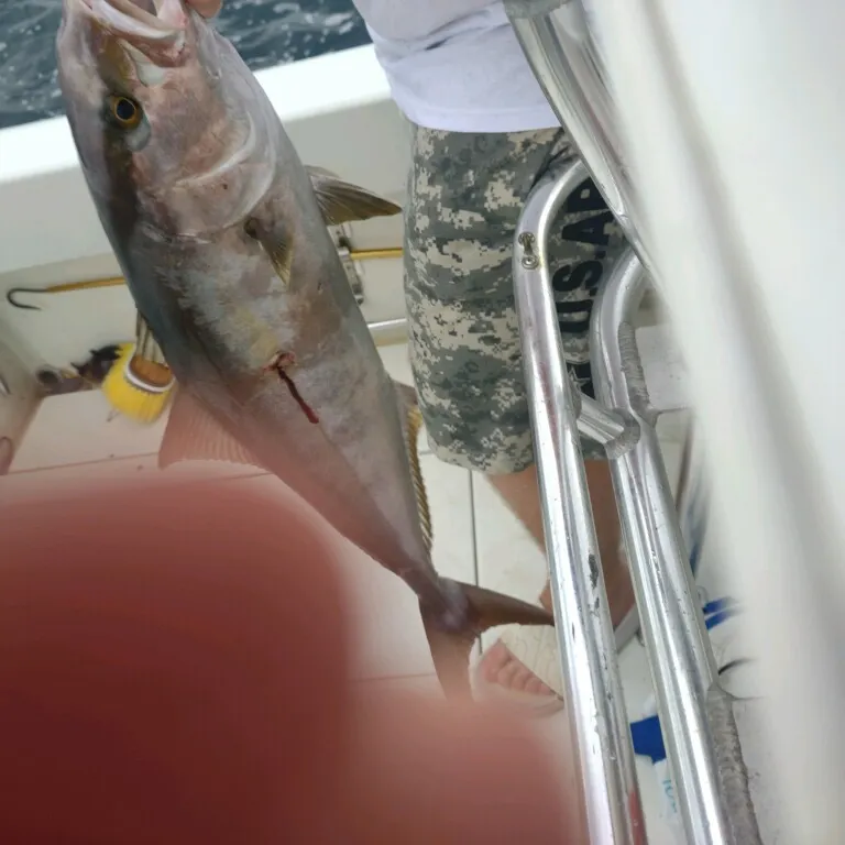 The most recent Greater amberjack catches on Fishbrain