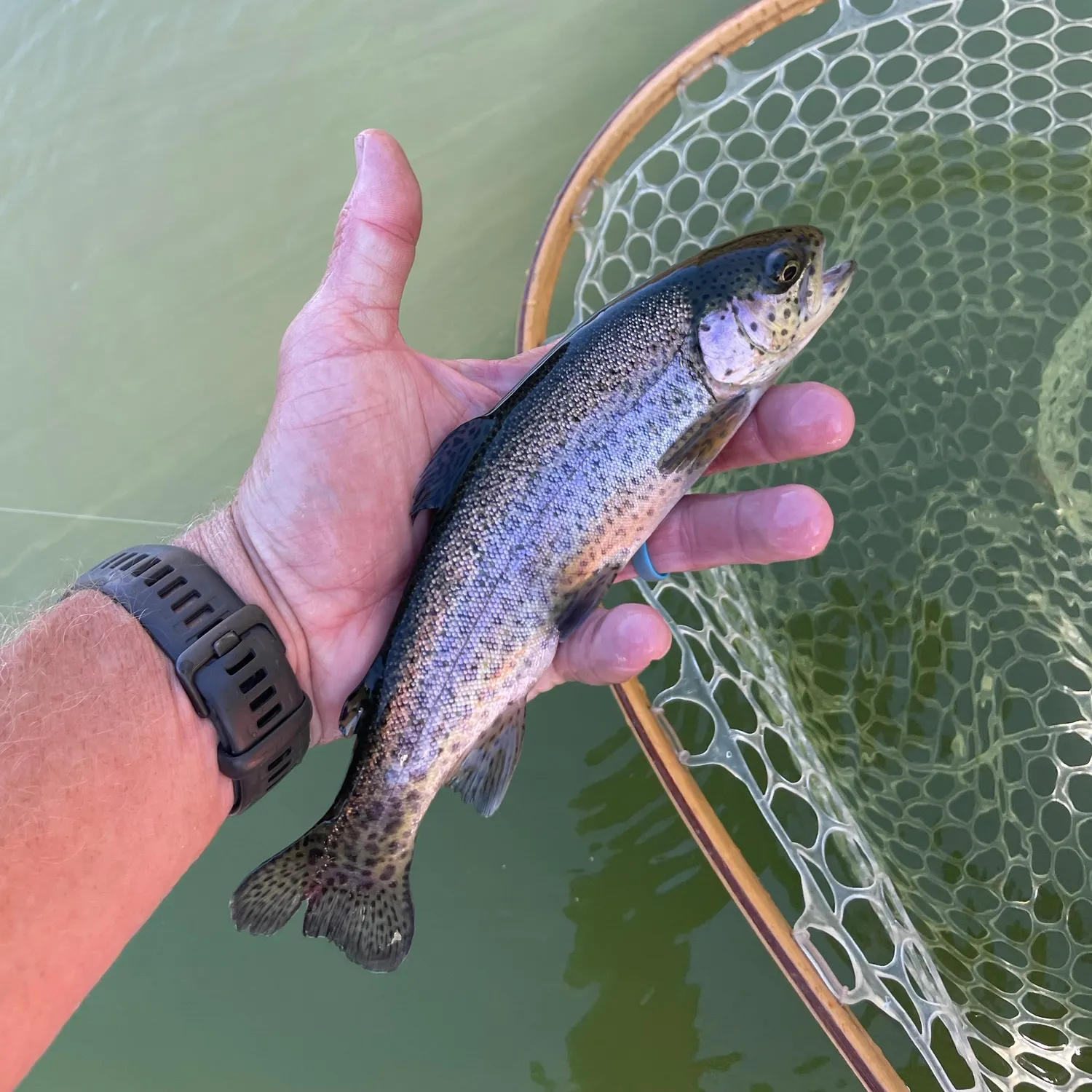 Rainbow trout caught on Fishbrain