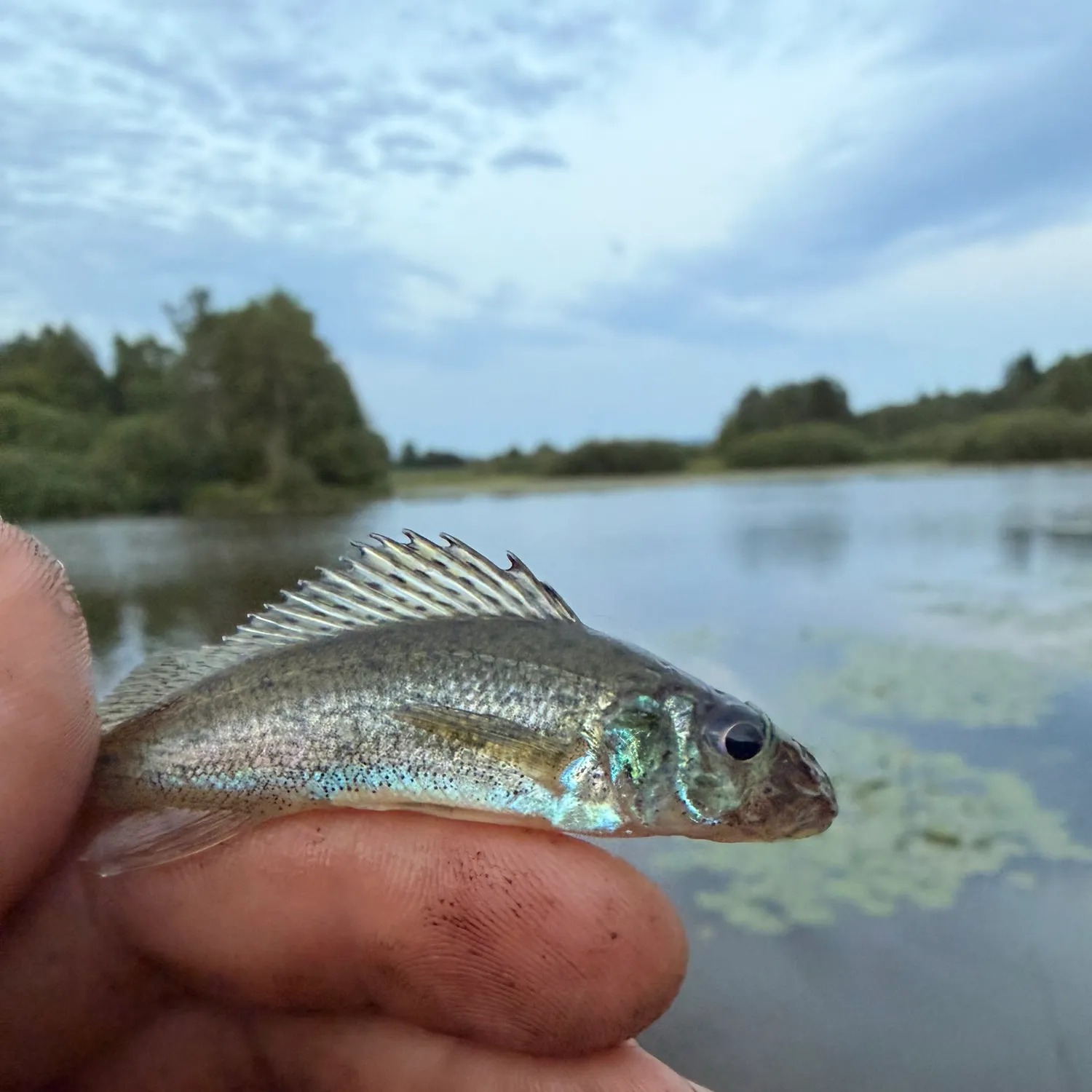 The most recent Eurasian ruffe catches on Fishbrain