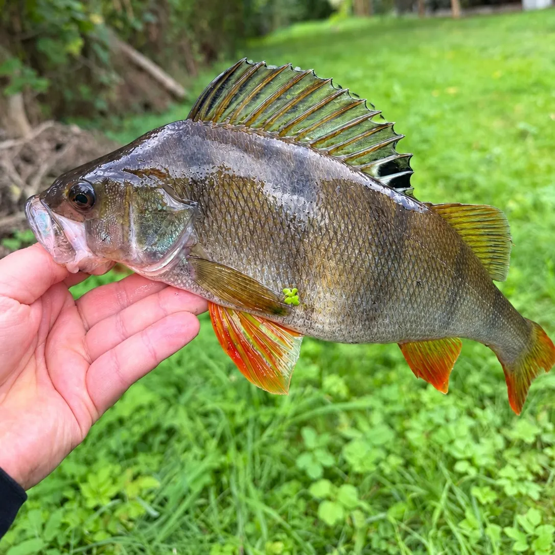 European perch caught on Fishbrain