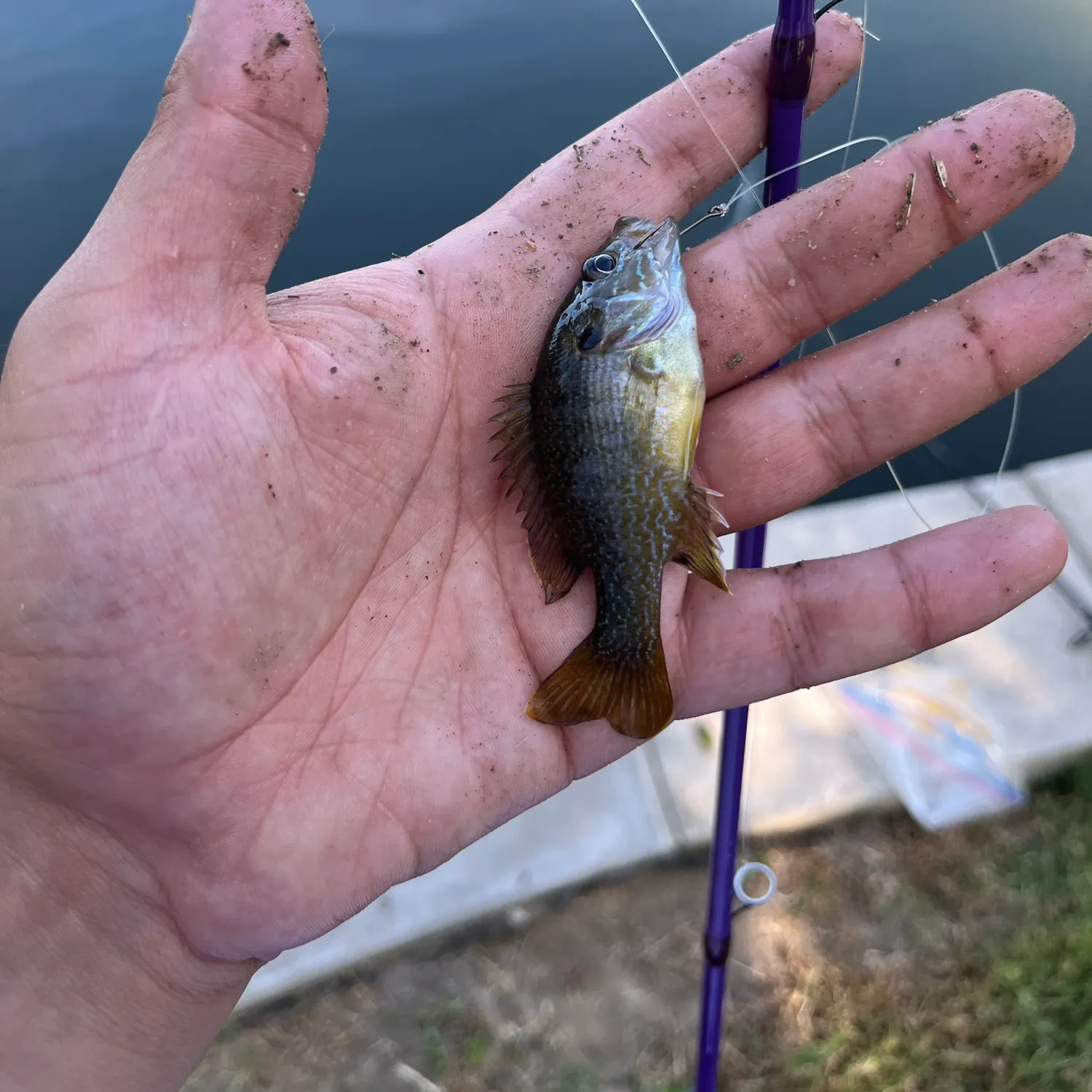 Bluegill caught on Fishbrain