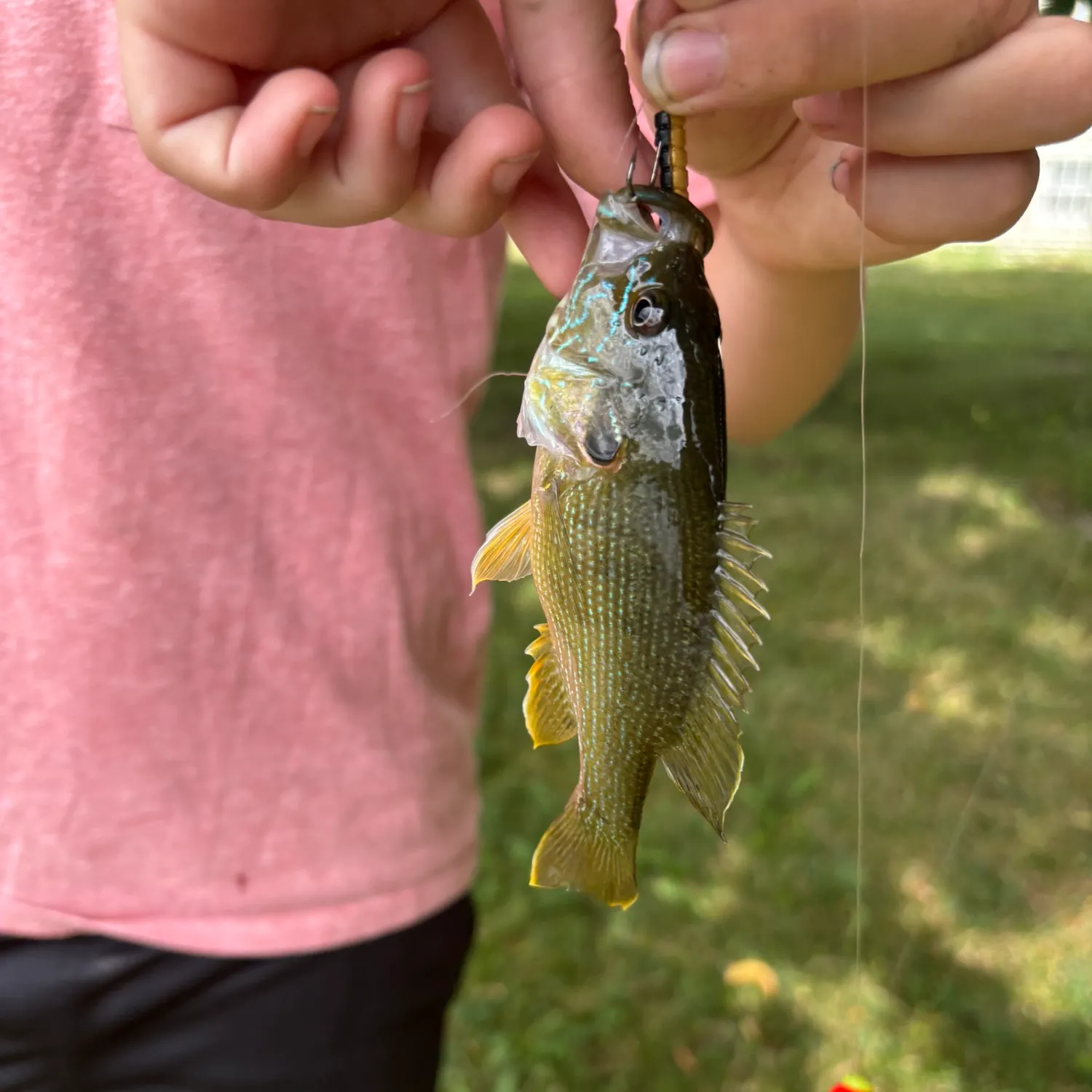 Green sunfish caught on Fishbrain