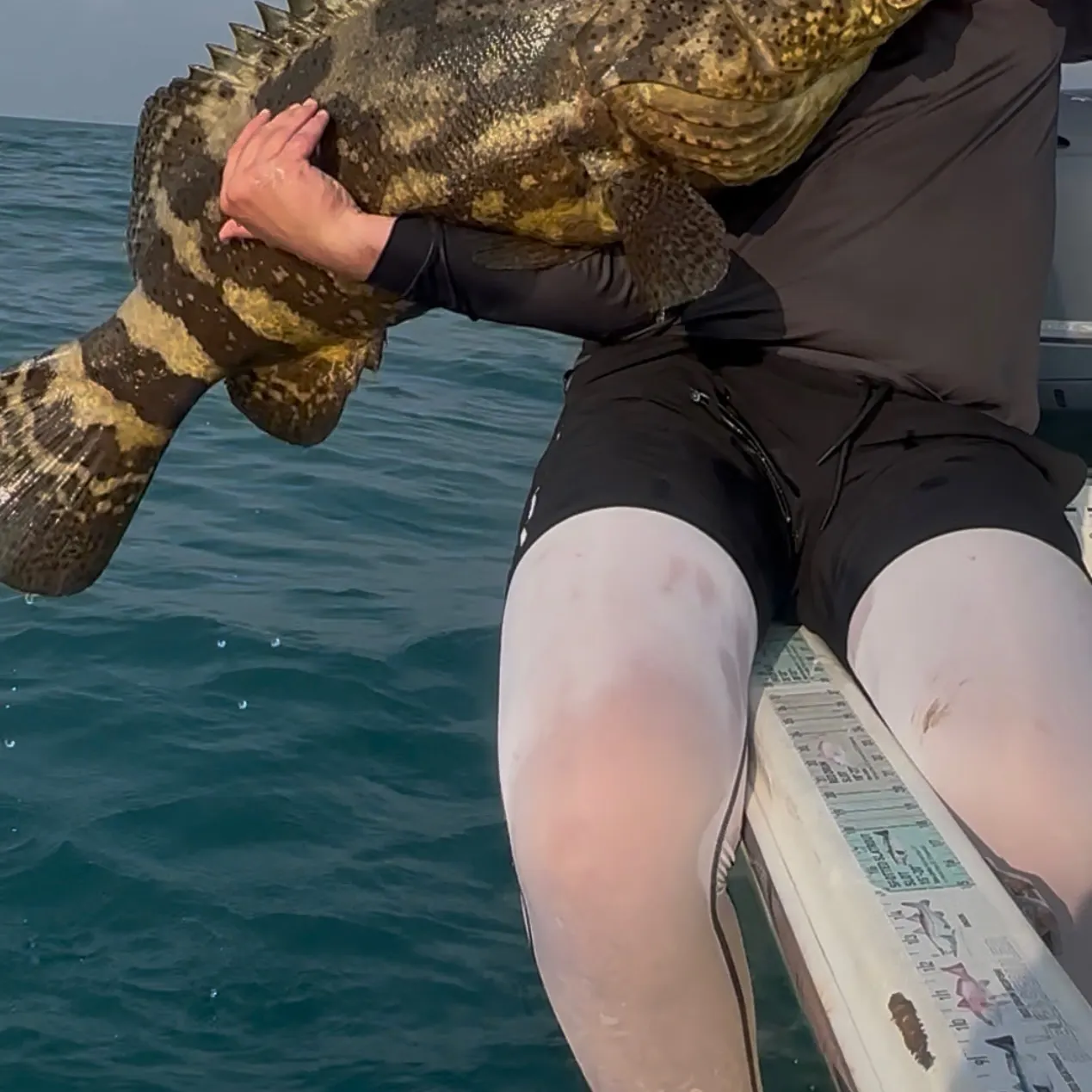 The most recent Pacific goliath grouper catches on Fishbrain