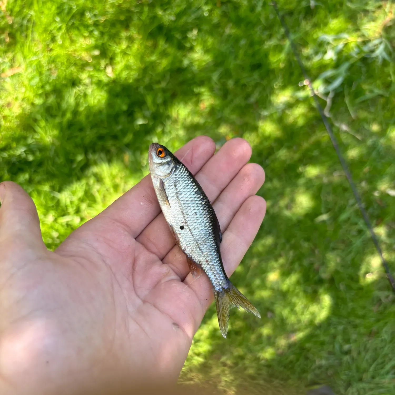 The most recent Common roach catches on Fishbrain