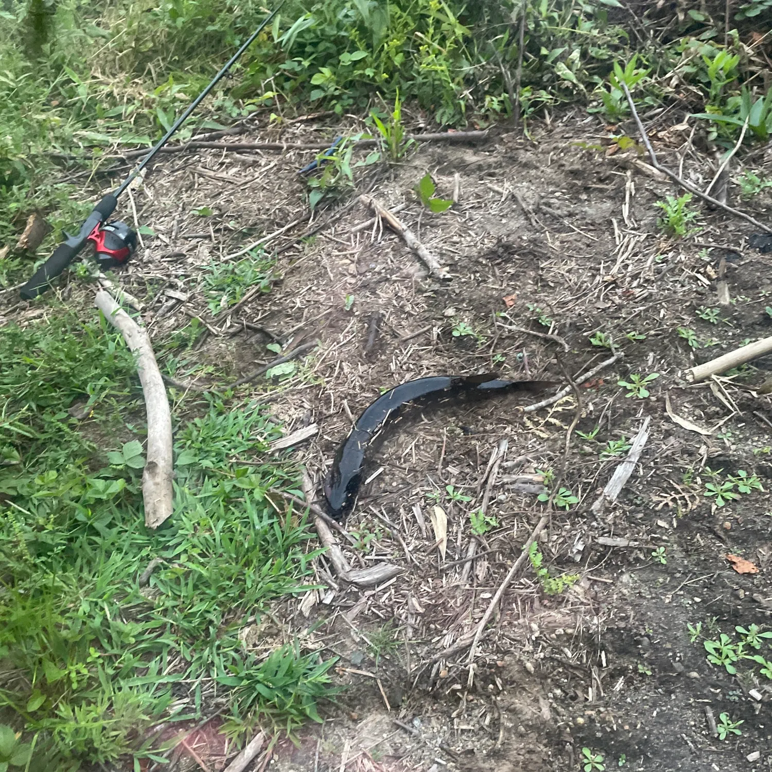 Chain pickerel caught on Fishbrain