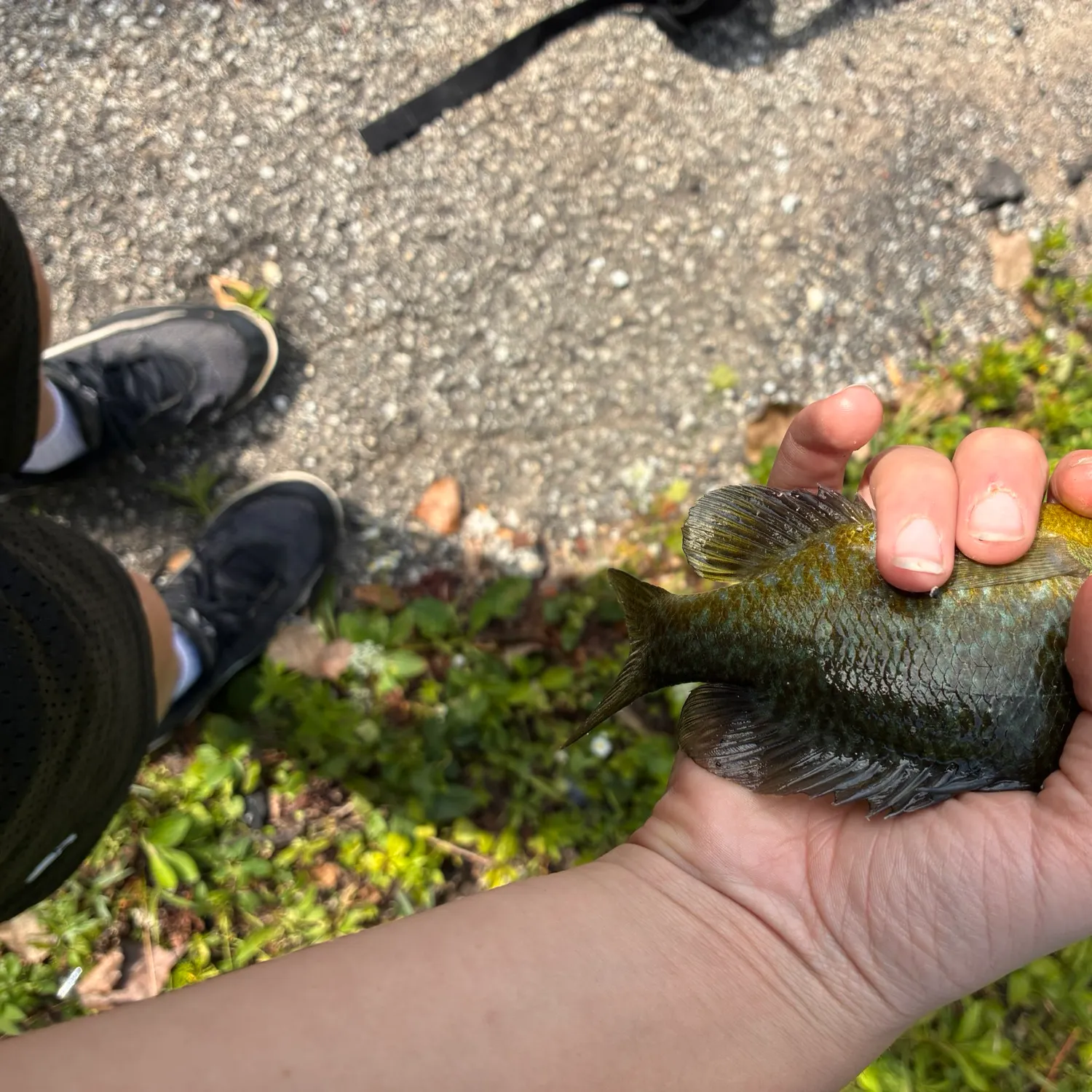 Greengill hybrid caught on Fishbrain