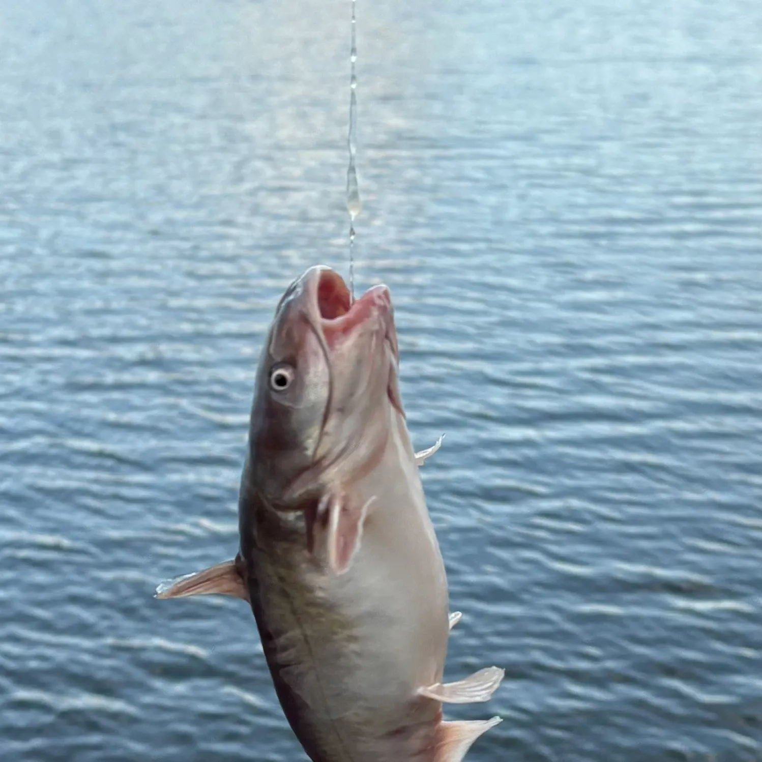 The most recent White bullhead catches on Fishbrain